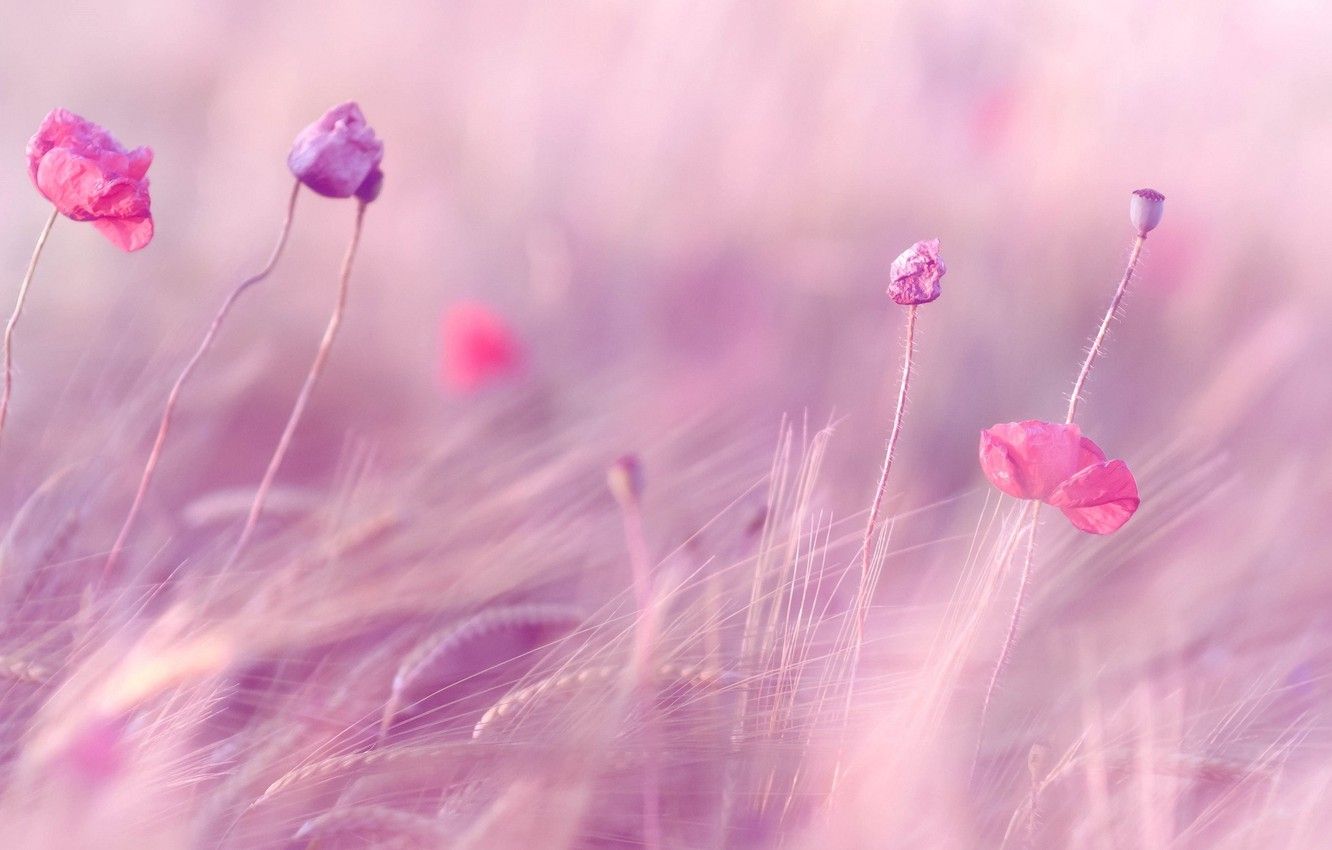Wallpaper wheat, field, purple, flowers, background, pink
