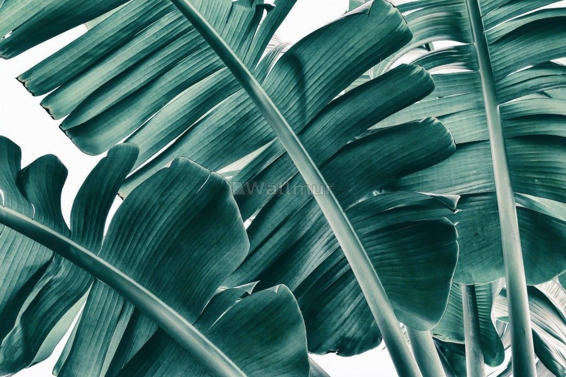 Tropical Green Palm Leaves Wallpaper Mural • Wallmur®