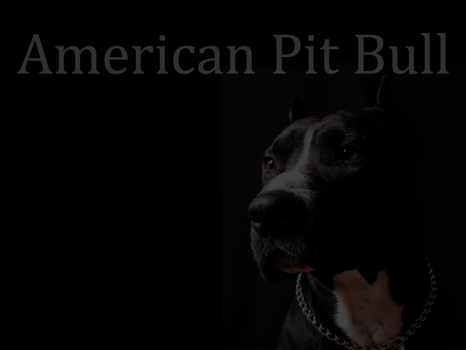 American pit bull wallpaper wallpaper 762 - American Pitbull