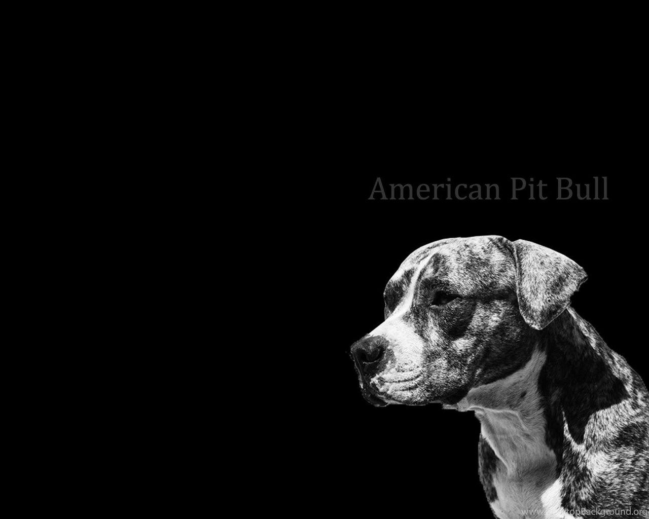 Desktop black pitbull puppy pics Desktop Background