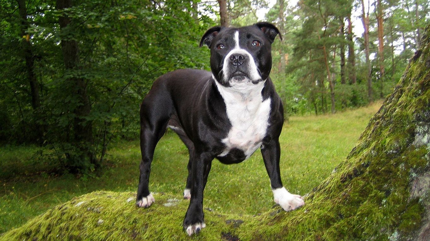 Black, Pitbull, Dog, Background, Image, HD, Wallpaper, Lovely