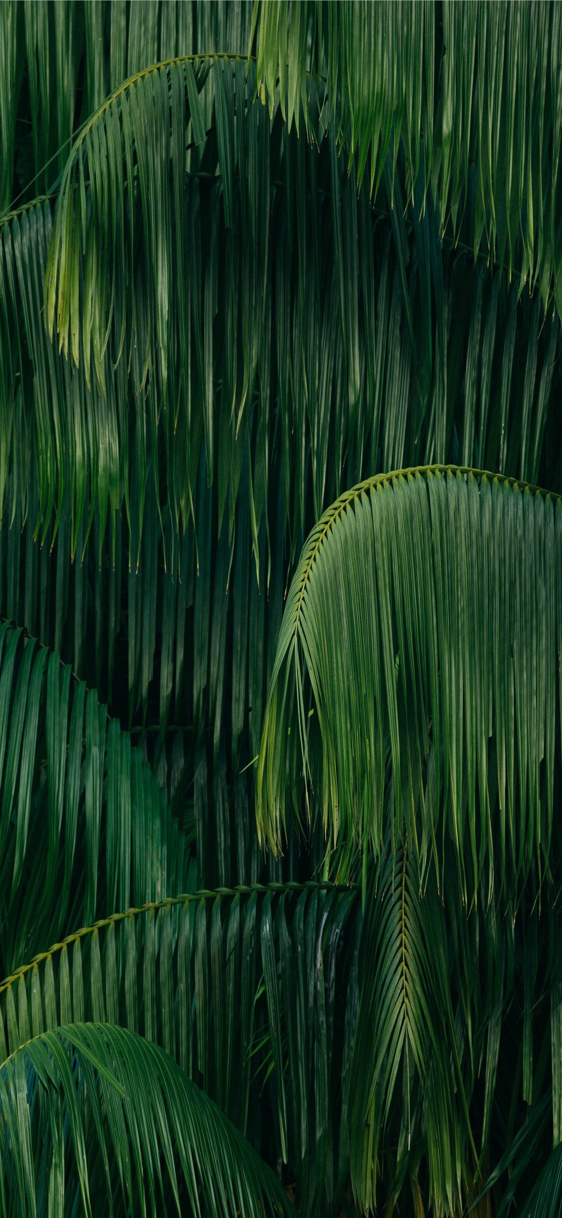 palm leaves iPhone X Wallpaper Free Download