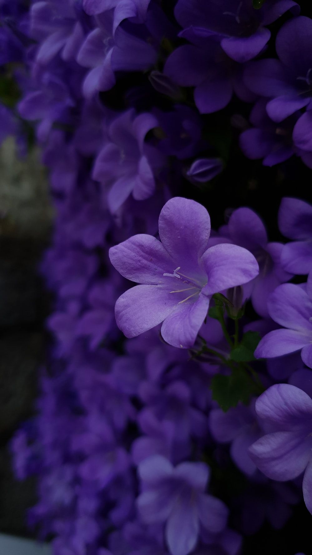 Violet Picture. Download Free Image