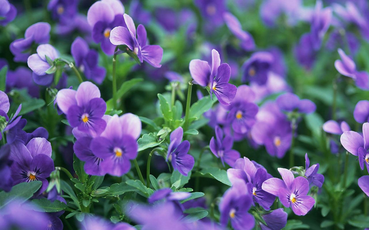 Wallpaper with Violets