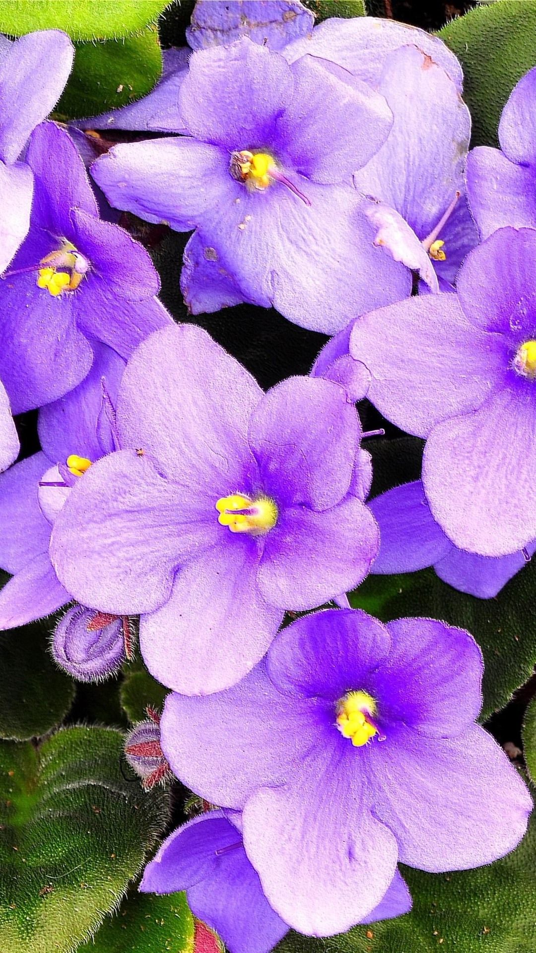 Wallpaper Violets, purple flowers 2880x1800 HD Picture, Image