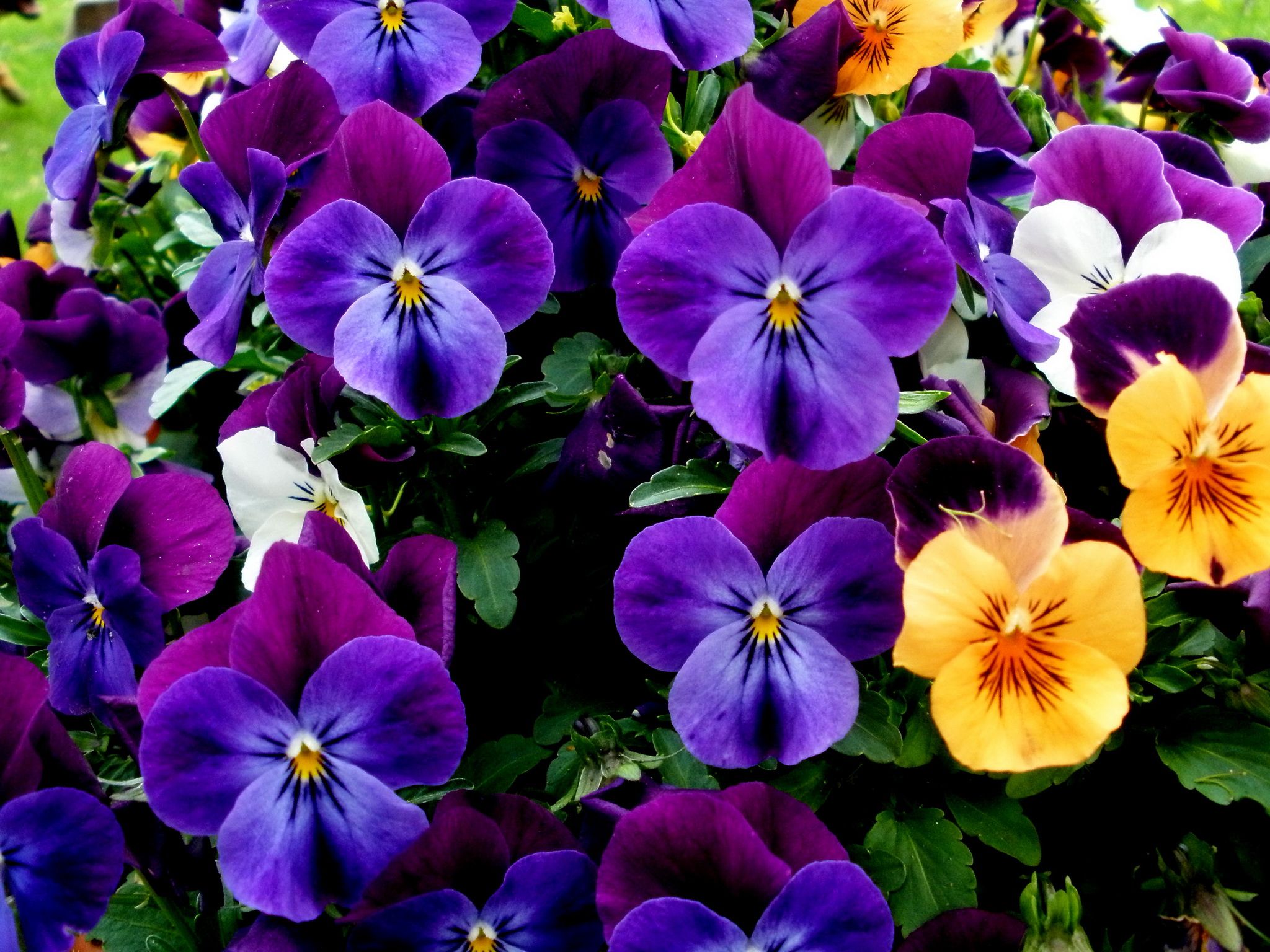 Desktop Wallpaper Violet Viola tricolor Flowers Violets 2048x1536