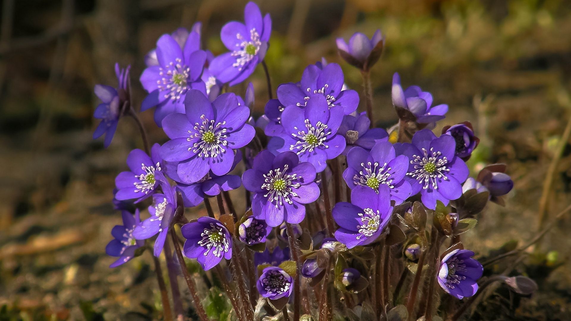 Download Wallpaper 1920x1080 violets, flowers, small, ground
