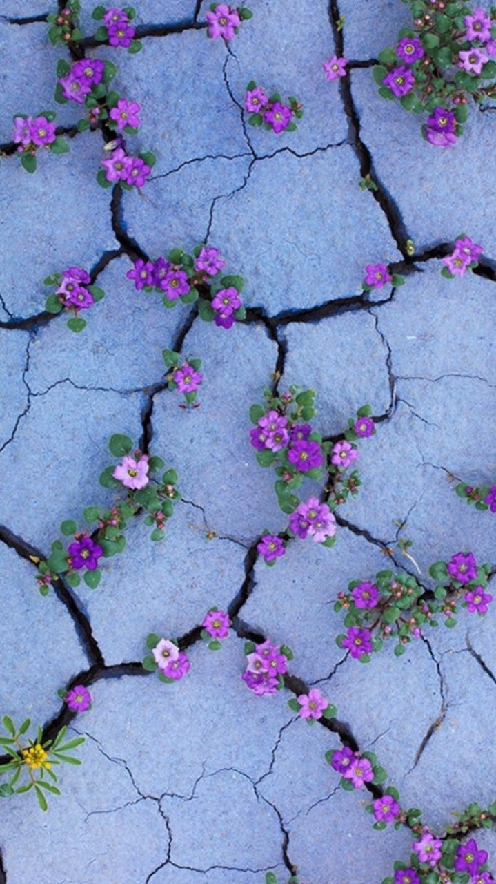 Purple flowers like Violets growing from sidewalk cracks. Flores
