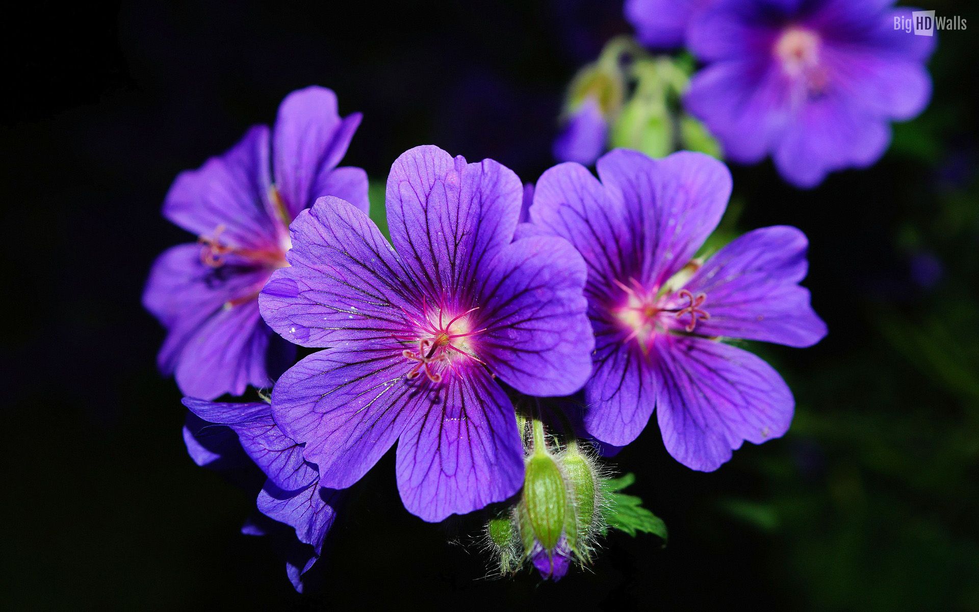 Violet Flower Wallpaper