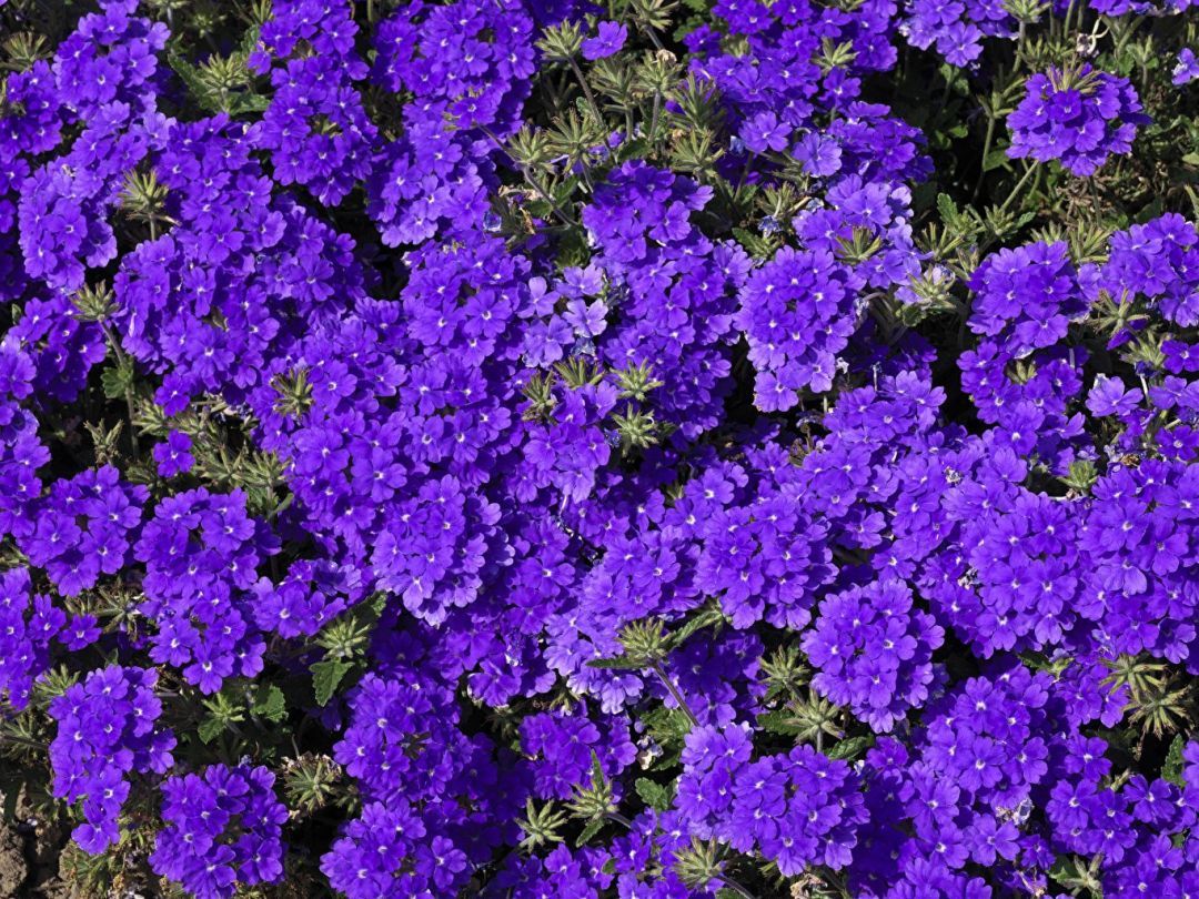 Violet Image, HD Photo (1080p), Wallpaper (Android