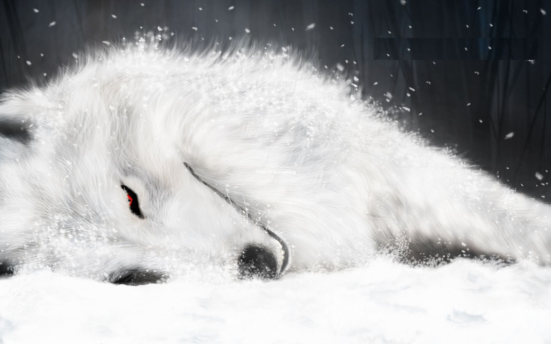 Animated wolf wallpaper wallpaper