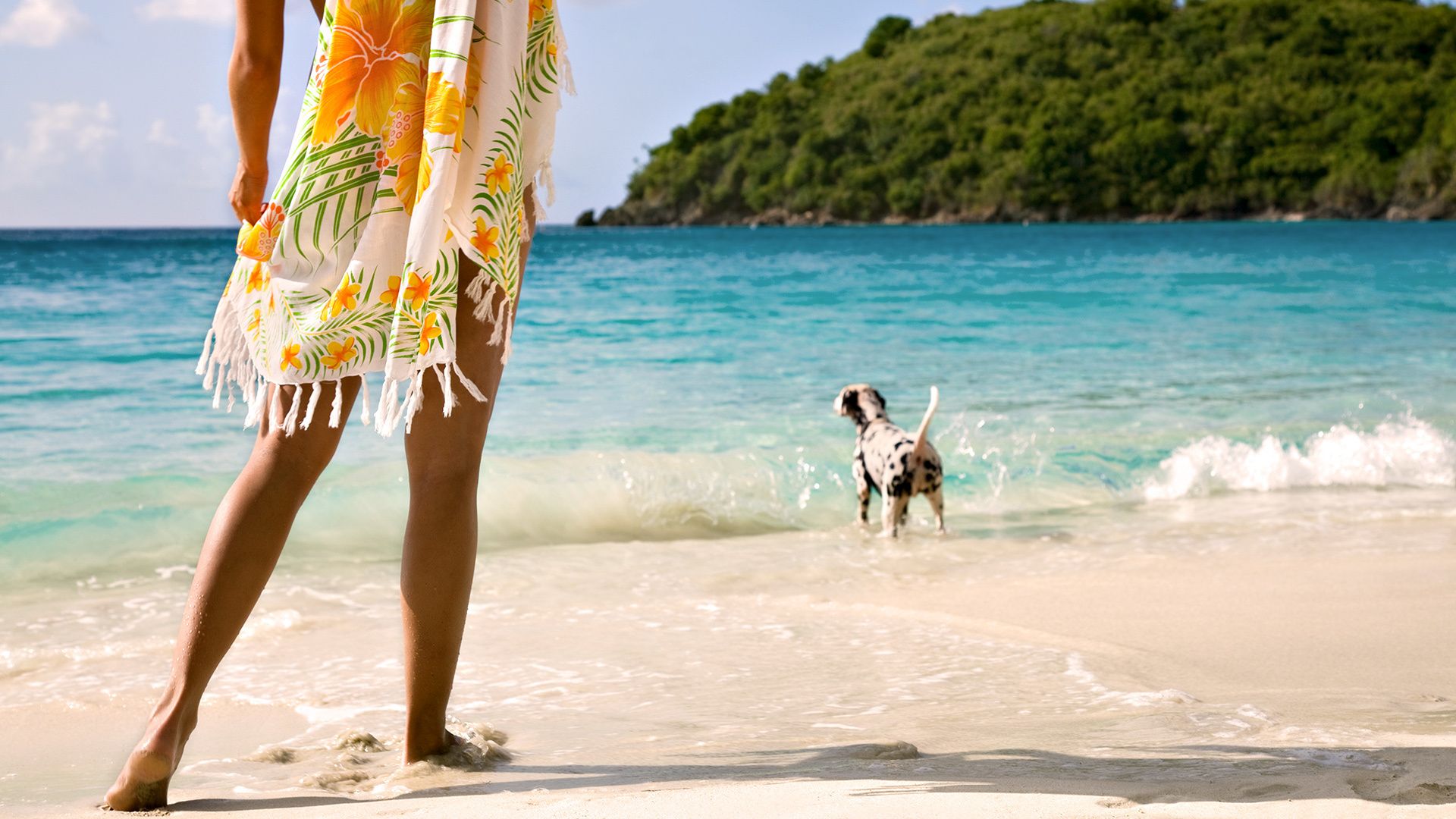 Wallpaper dog, girl, summer, beach, sea, azure, blue desktop