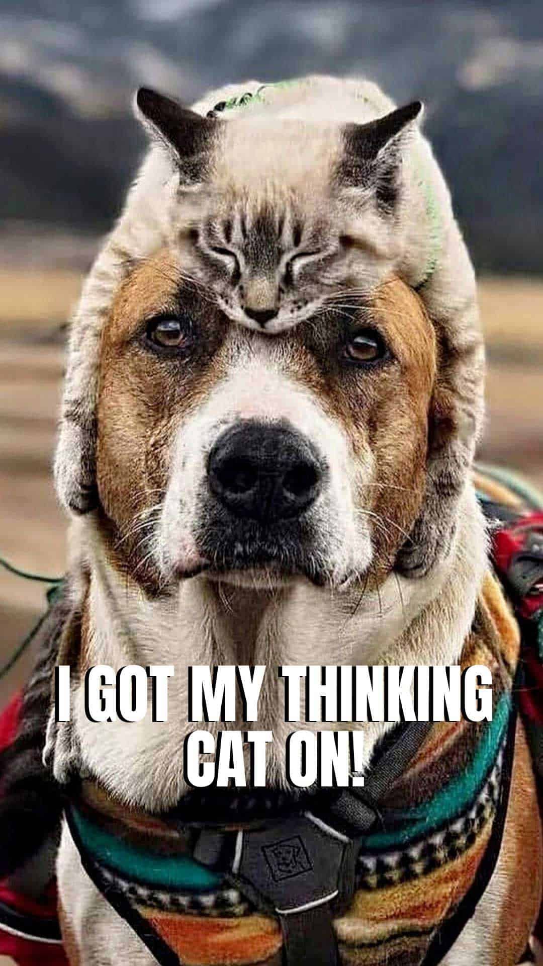 Cute Animal Memes