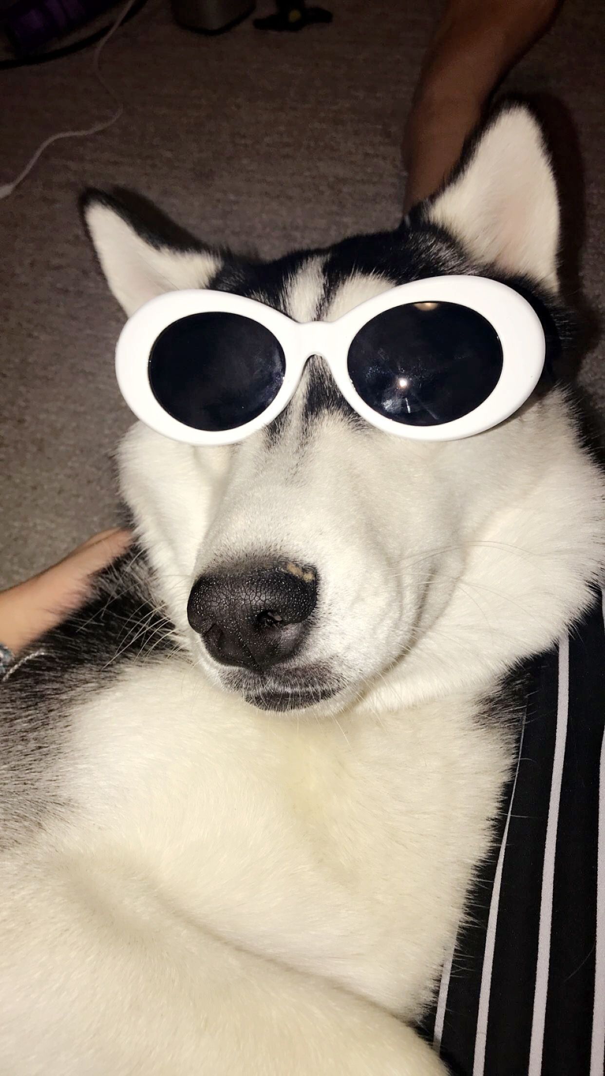 puppers with clout. #dog #cloutglasses #husky. Cute animal memes