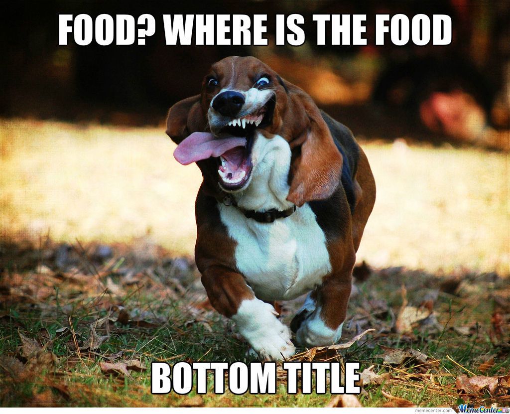 funny dog wallpaper meme