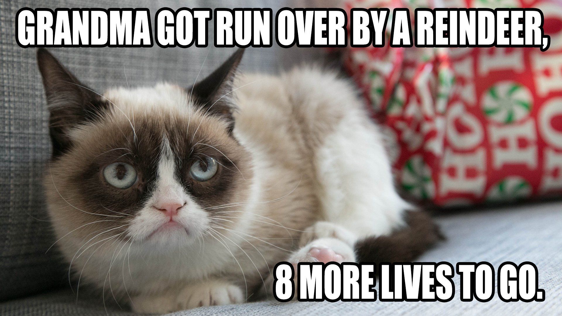Cat meme quote funny humor grumpy.