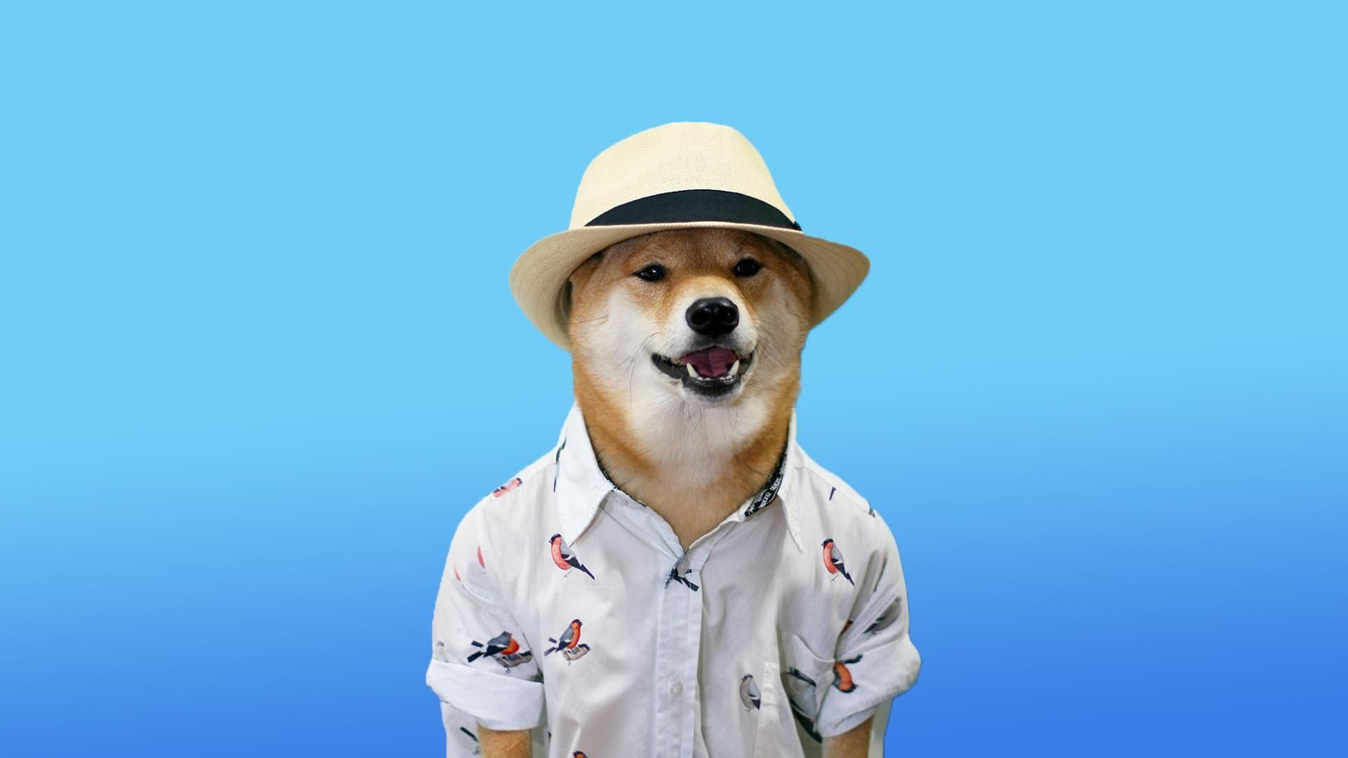 funny dog wallpaper meme