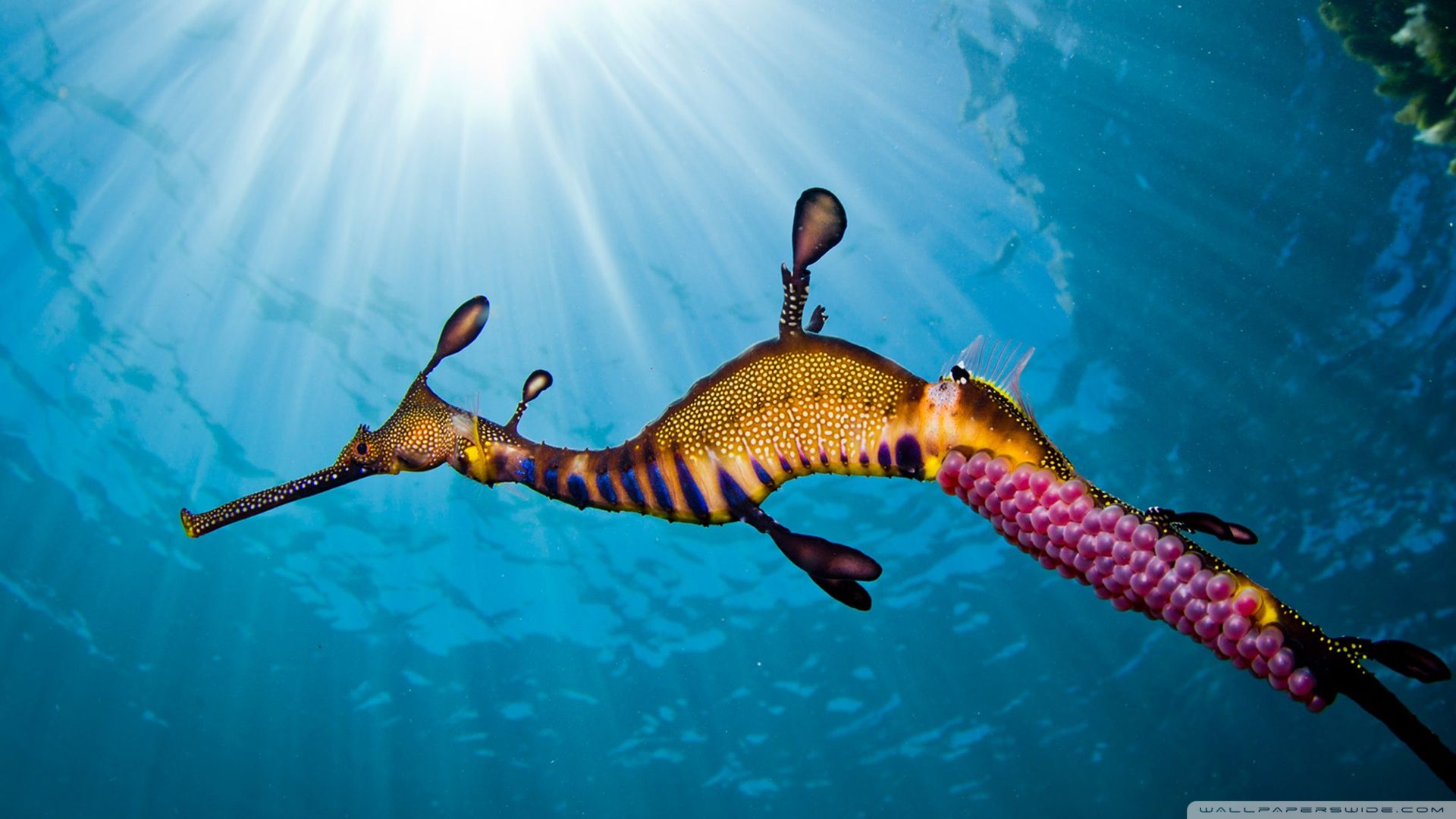 Weedy Sea Dragon Ultra HD Desktop Background Wallpaper for 4K UHD