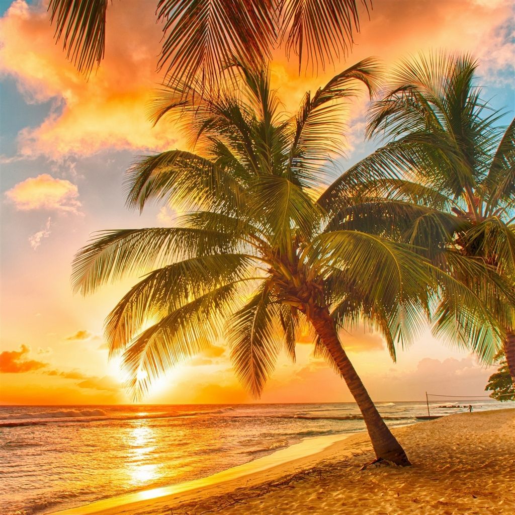 Palm Tree Tropical Beach iPad Air Wallpapers