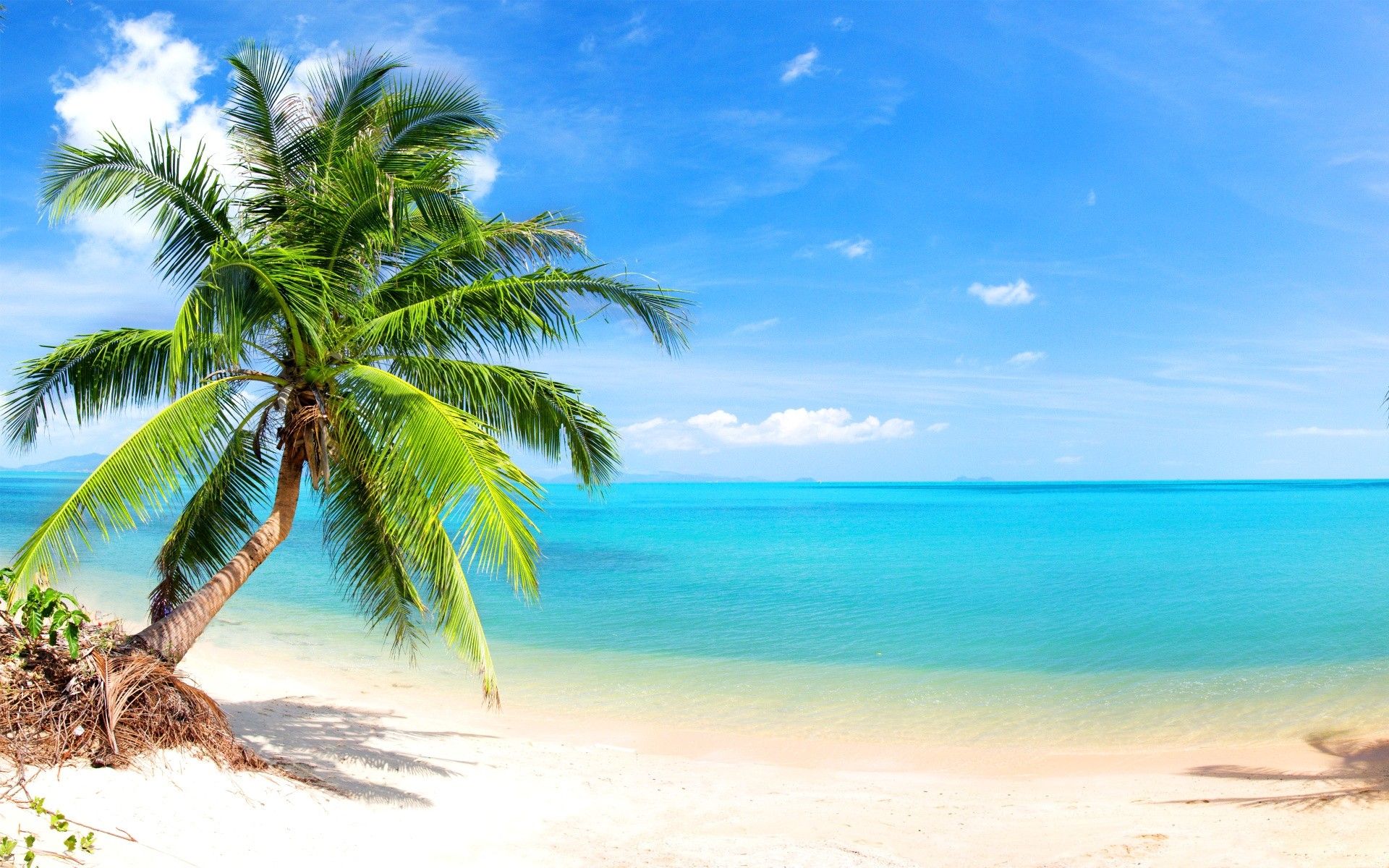 Palm Trees And Tropical Beach Wallpapers Wallpaper Cave 0470