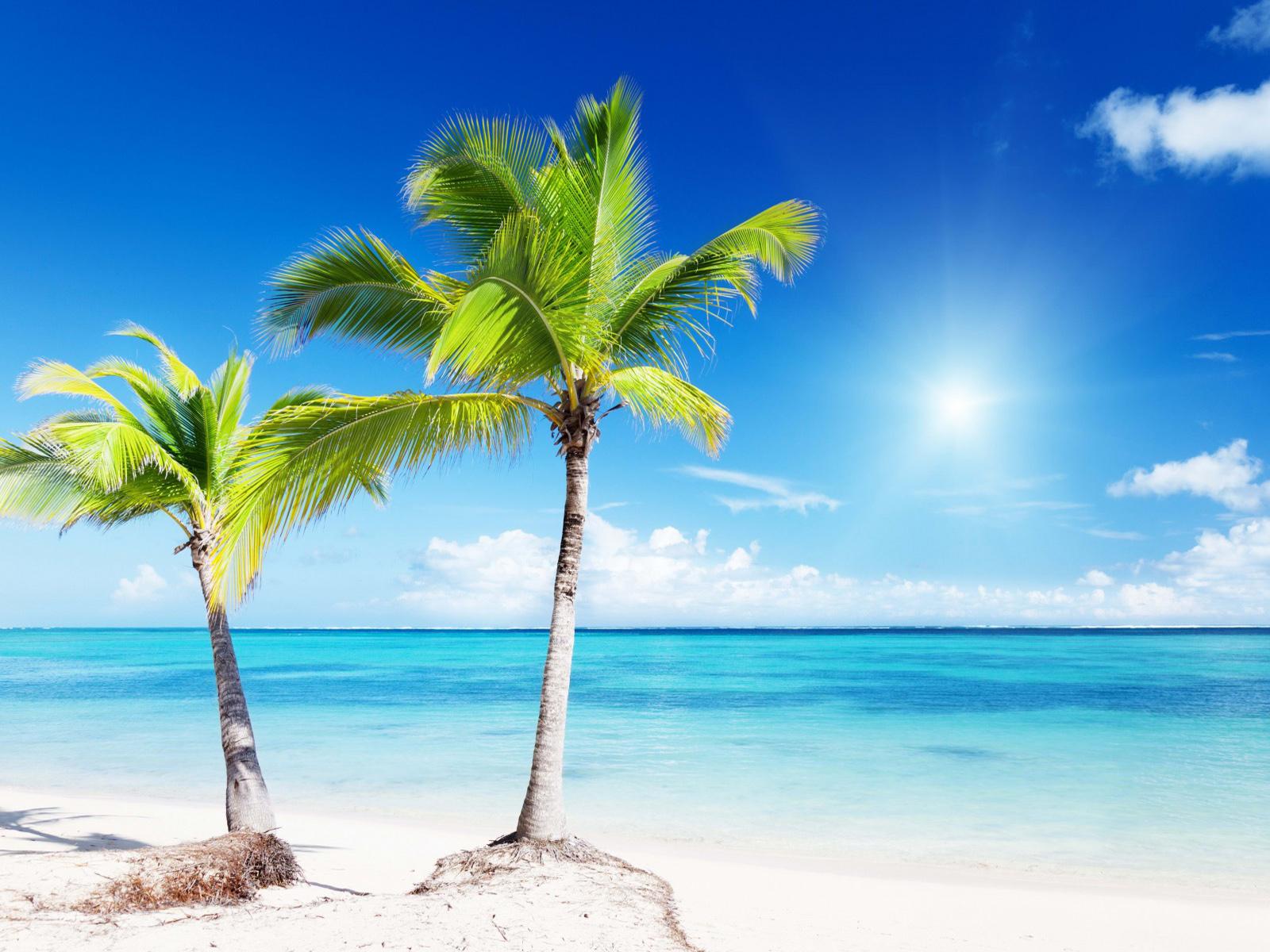 Free download Backgrounds for Gt Tropical Beaches with Palm Trees