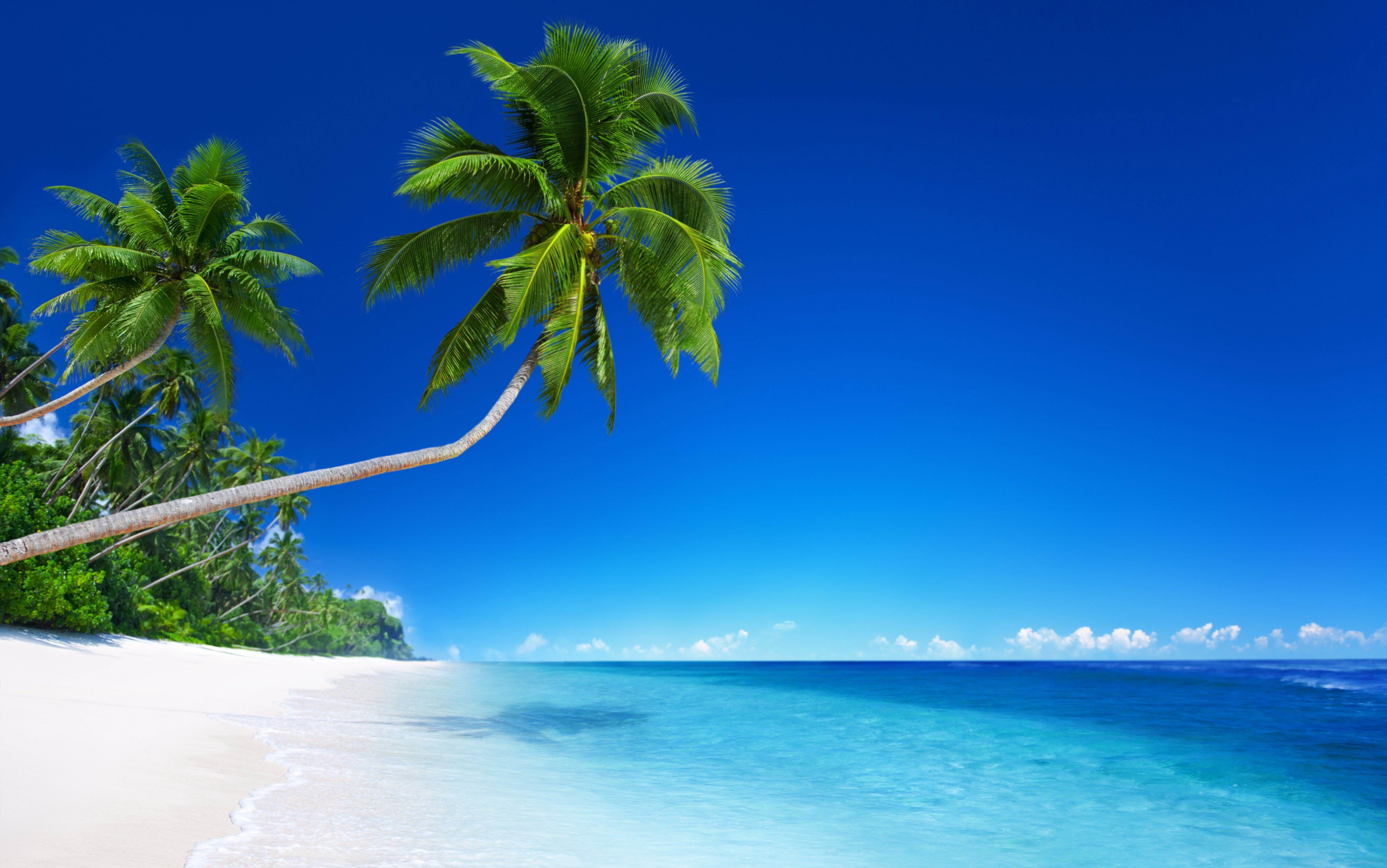 Palm Trees on Tropical Beach 4k Ultra HD Wallpapers