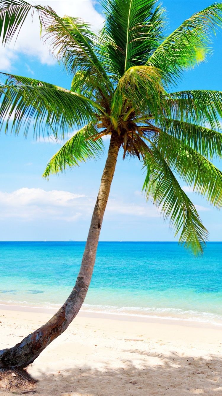 Lonely palm tree, tropical, beach, coast, sea 750x1334 iPhone 8/7