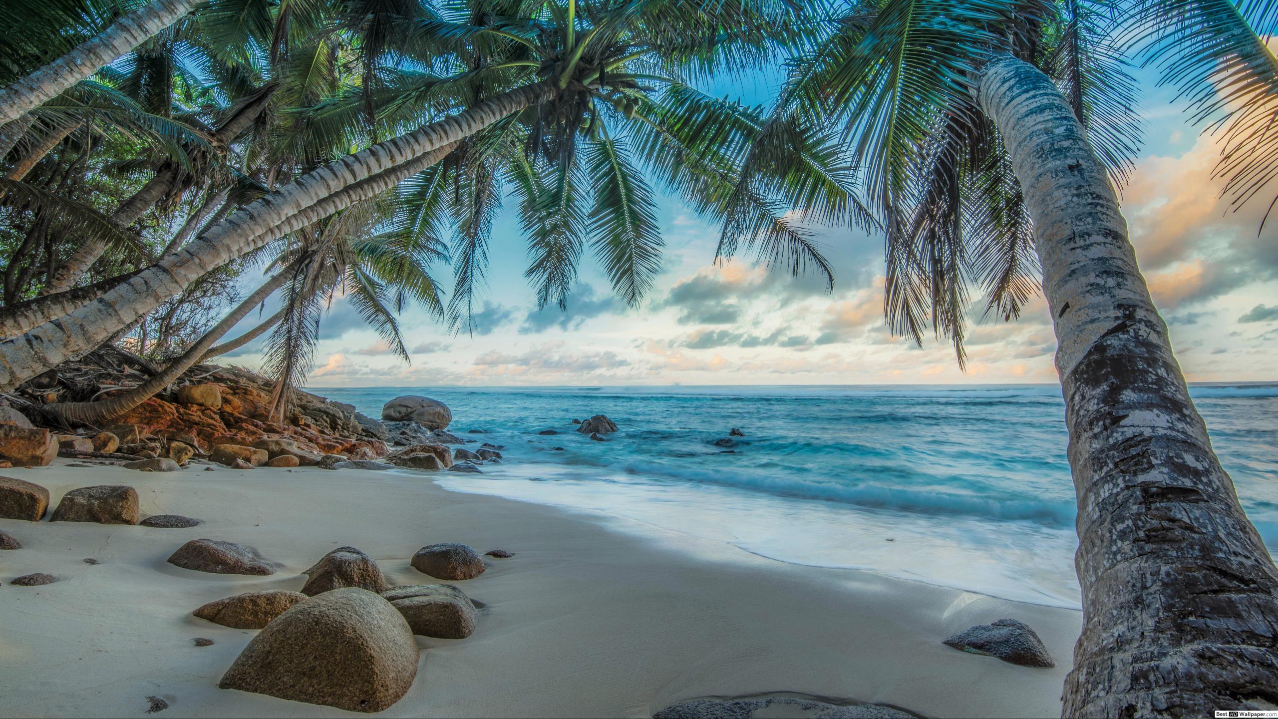 Palm Trees on Tropical Beach HD wallpapers download