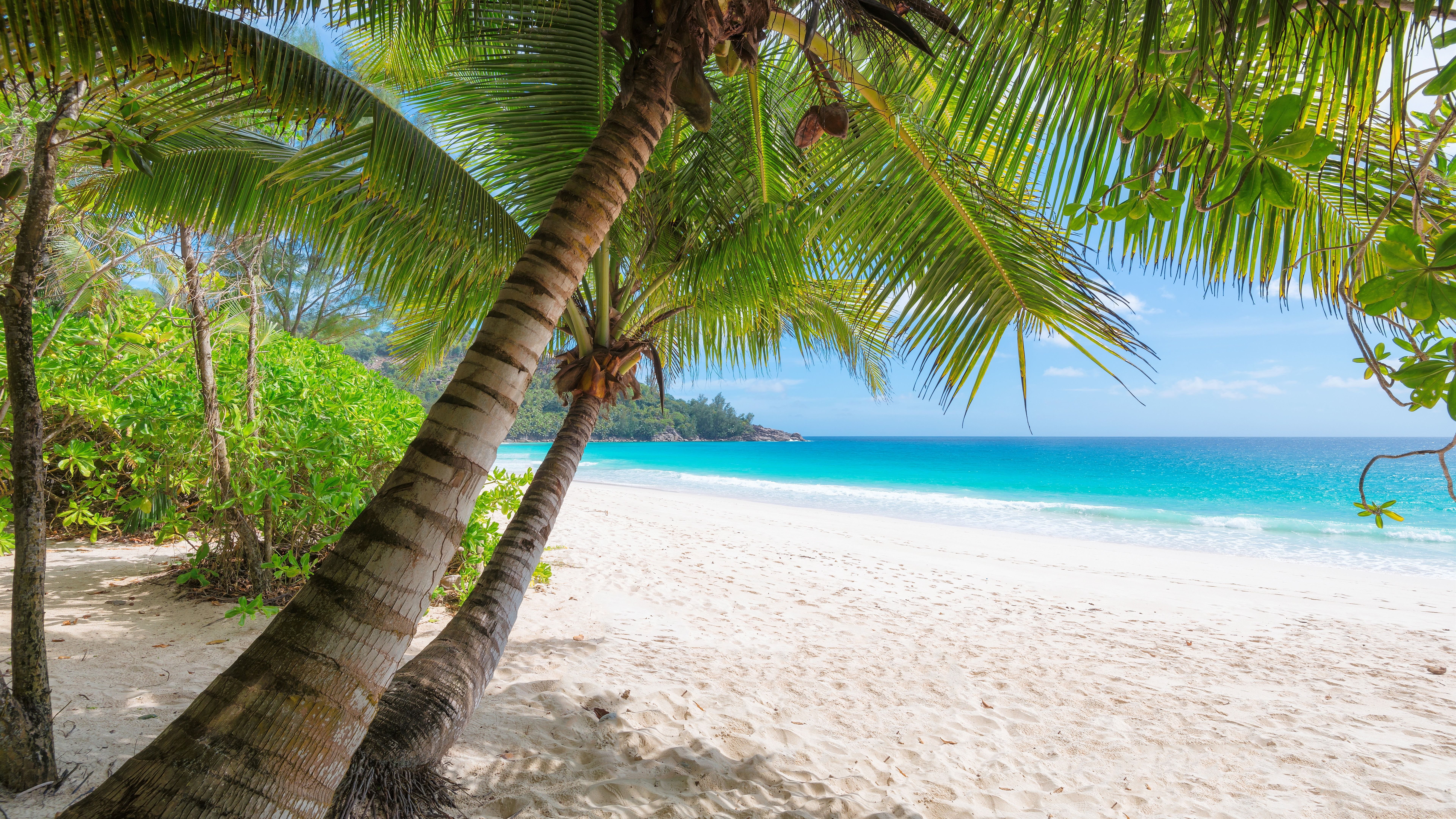 Wallpapers Palm trees, beach, sea, tropical, summer 7680x4320 UHD