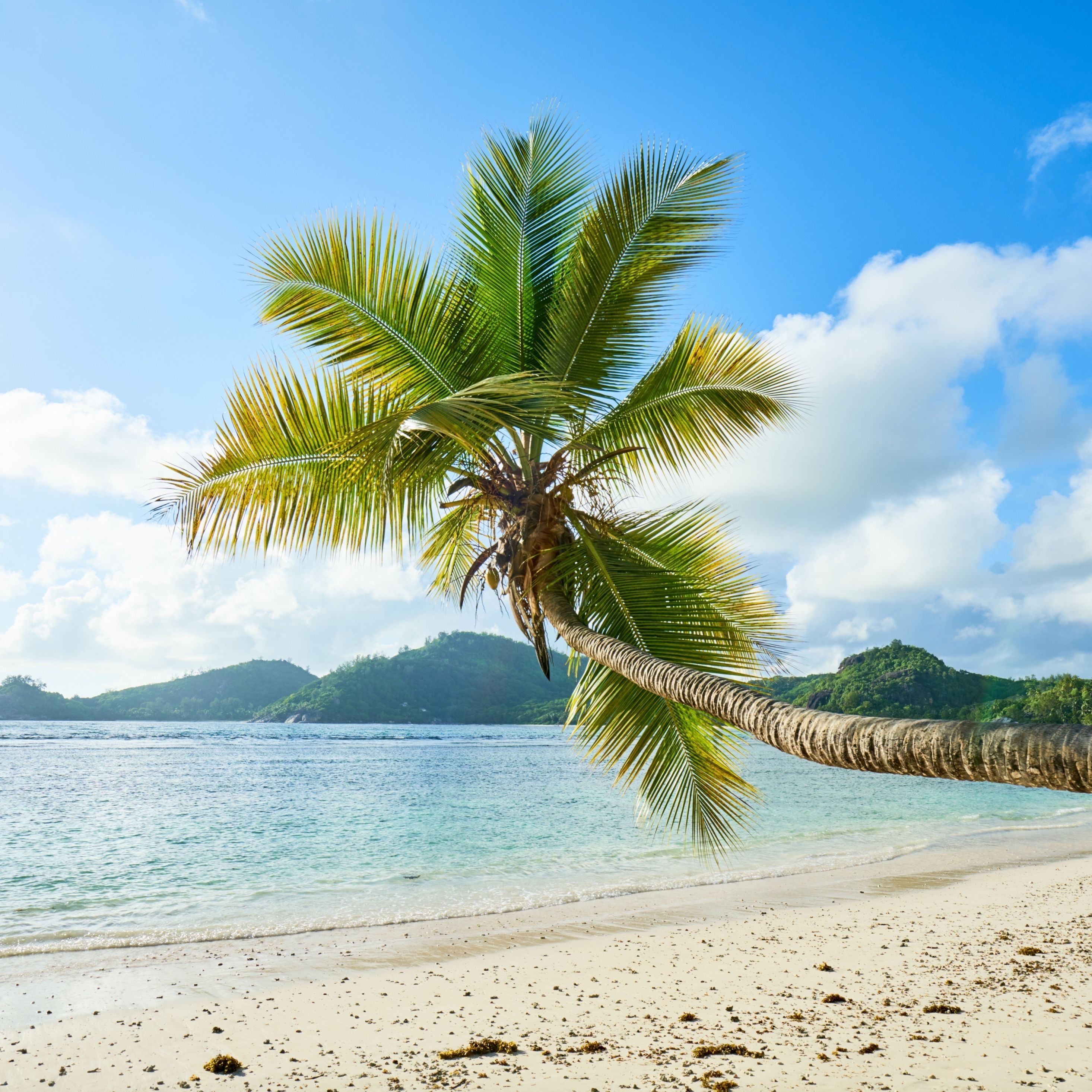 Download 2932x2932 wallpapers palm tree, tropical beach, sunny day