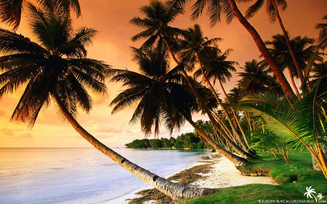 Beautiful beach palm trees on sunset