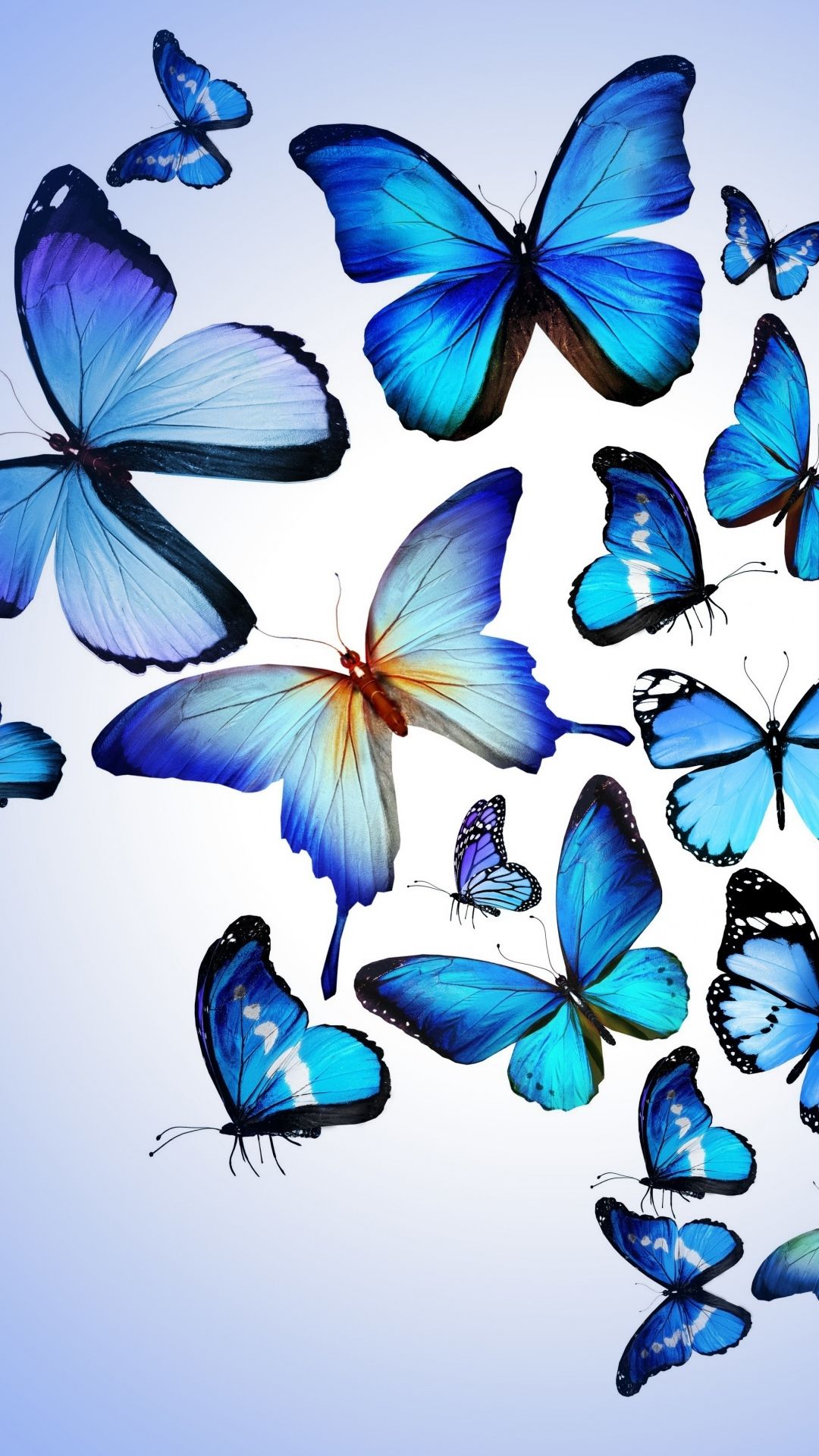 HD Blue Butterflies iPhone Wallpapers