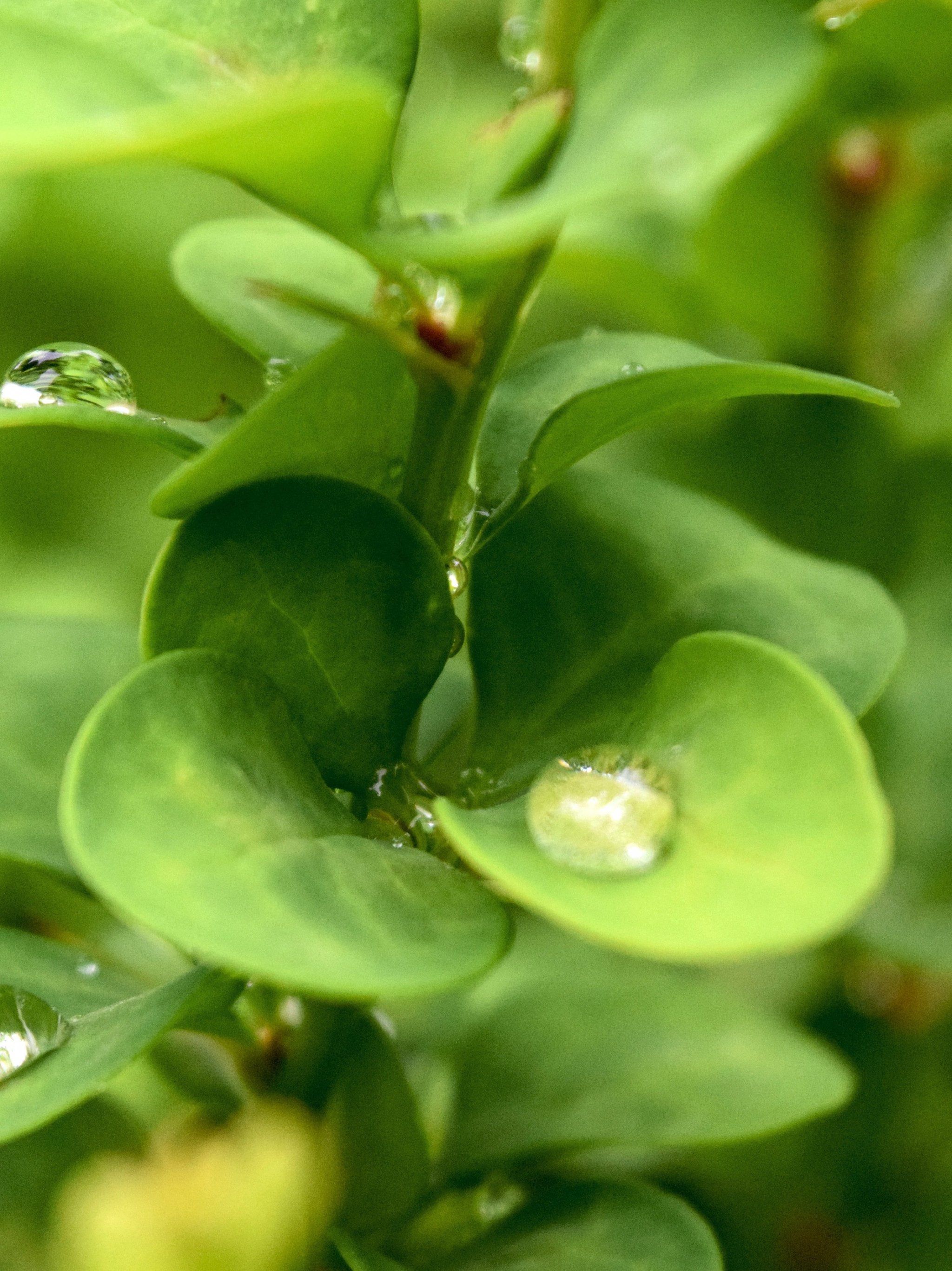 Rain Drop HD Android Wallpapers - Wallpaper Cave