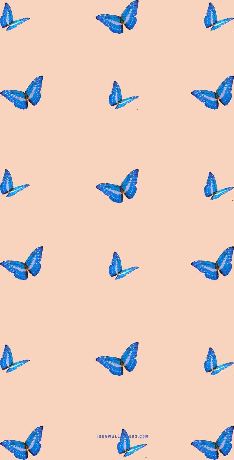 Butterfly on light peach backgrounds