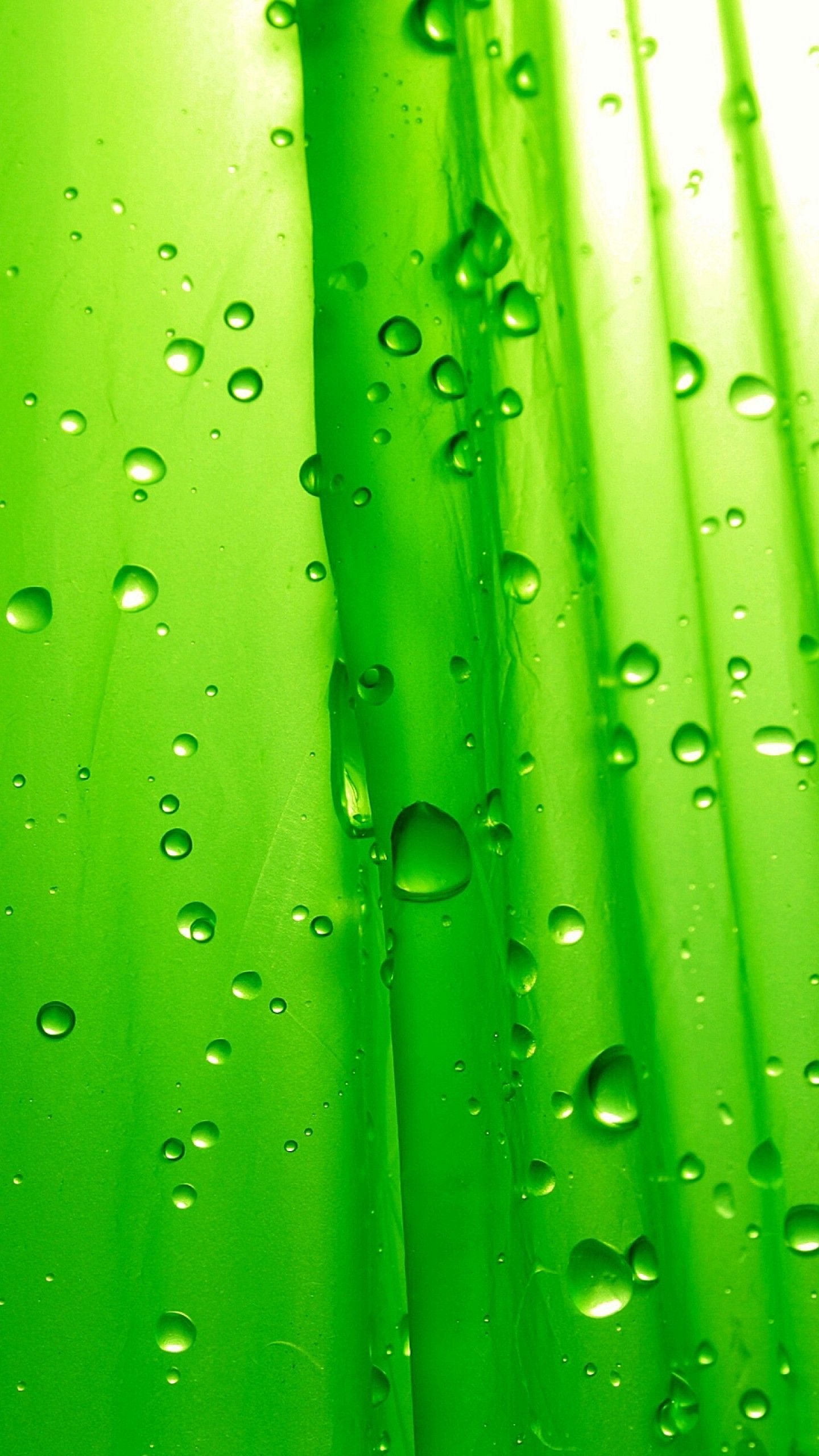 Wallpaper Green leaf, Rain drops, HD, Nature,. Wallpaper
