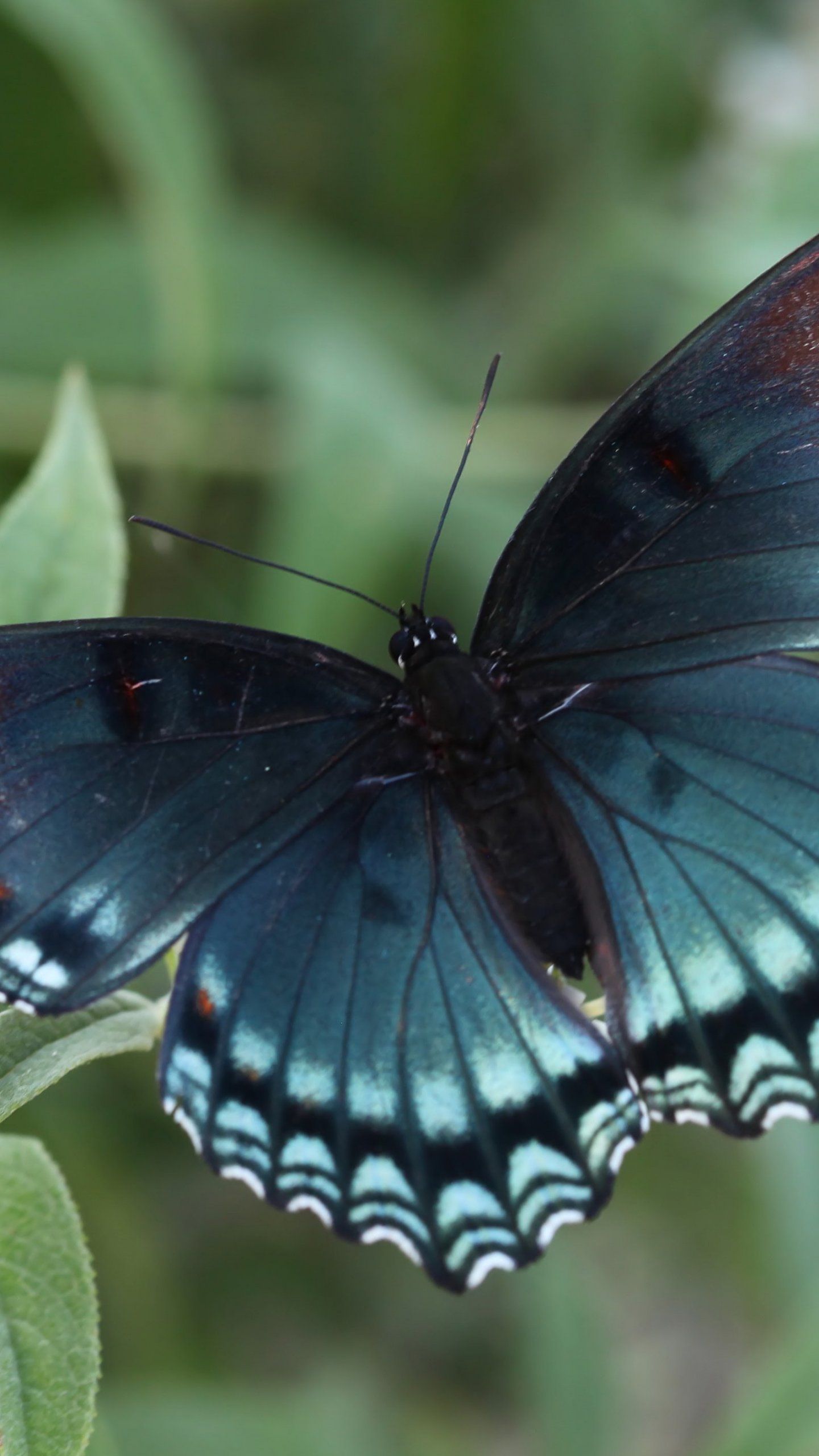 Red Spotted Purple Butterfly Wallpapers