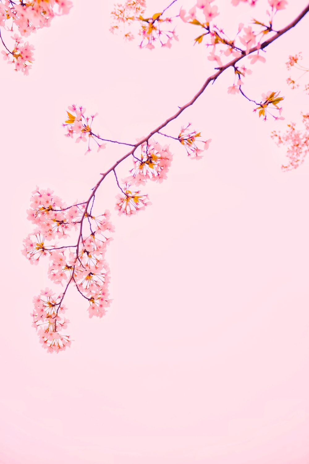 Cherry Blossom Wallpaper: Free HD Download [HQ]