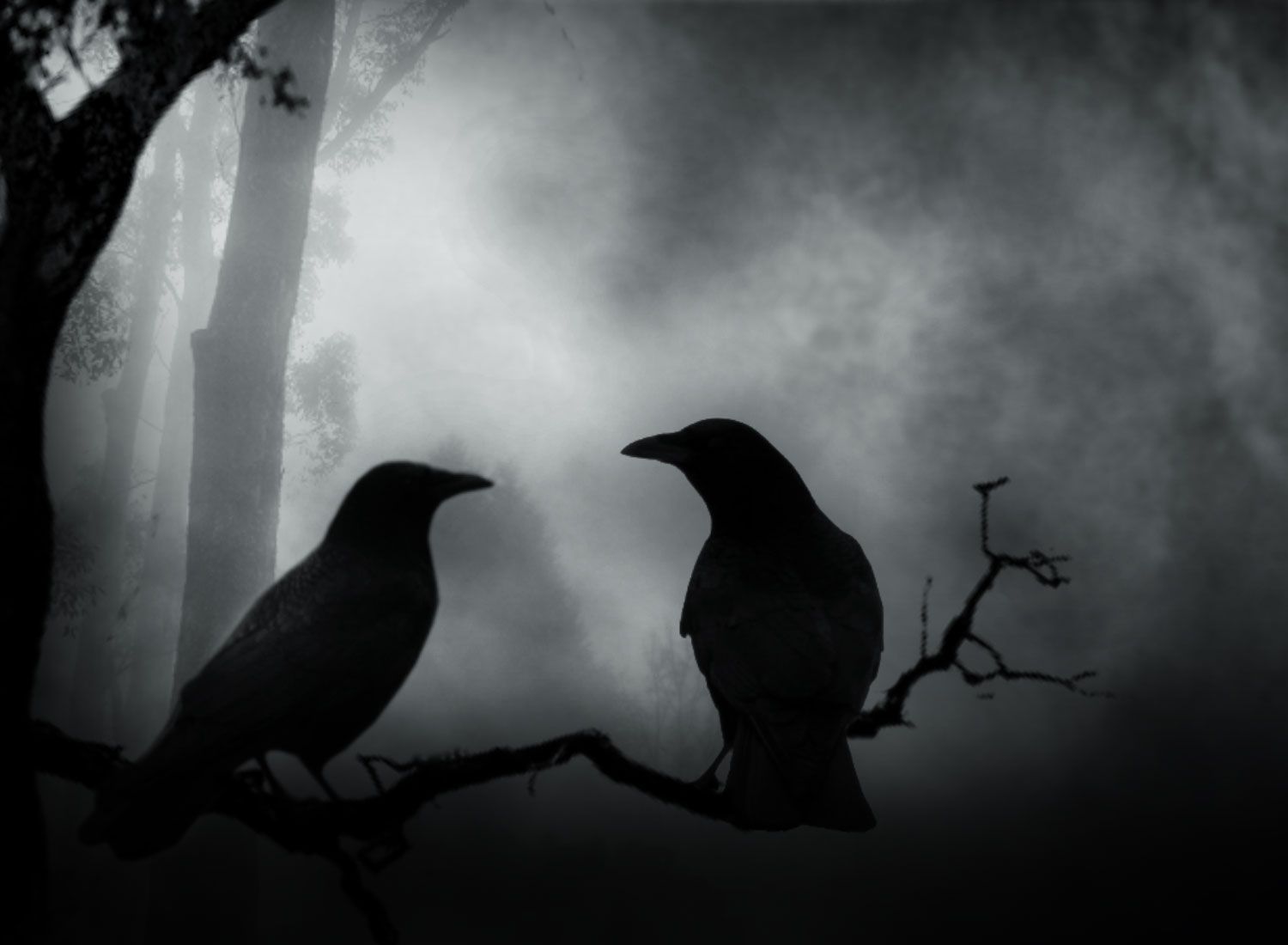 Dark Crows Couple wallpaper from Dark wallpaper. Crows ravens