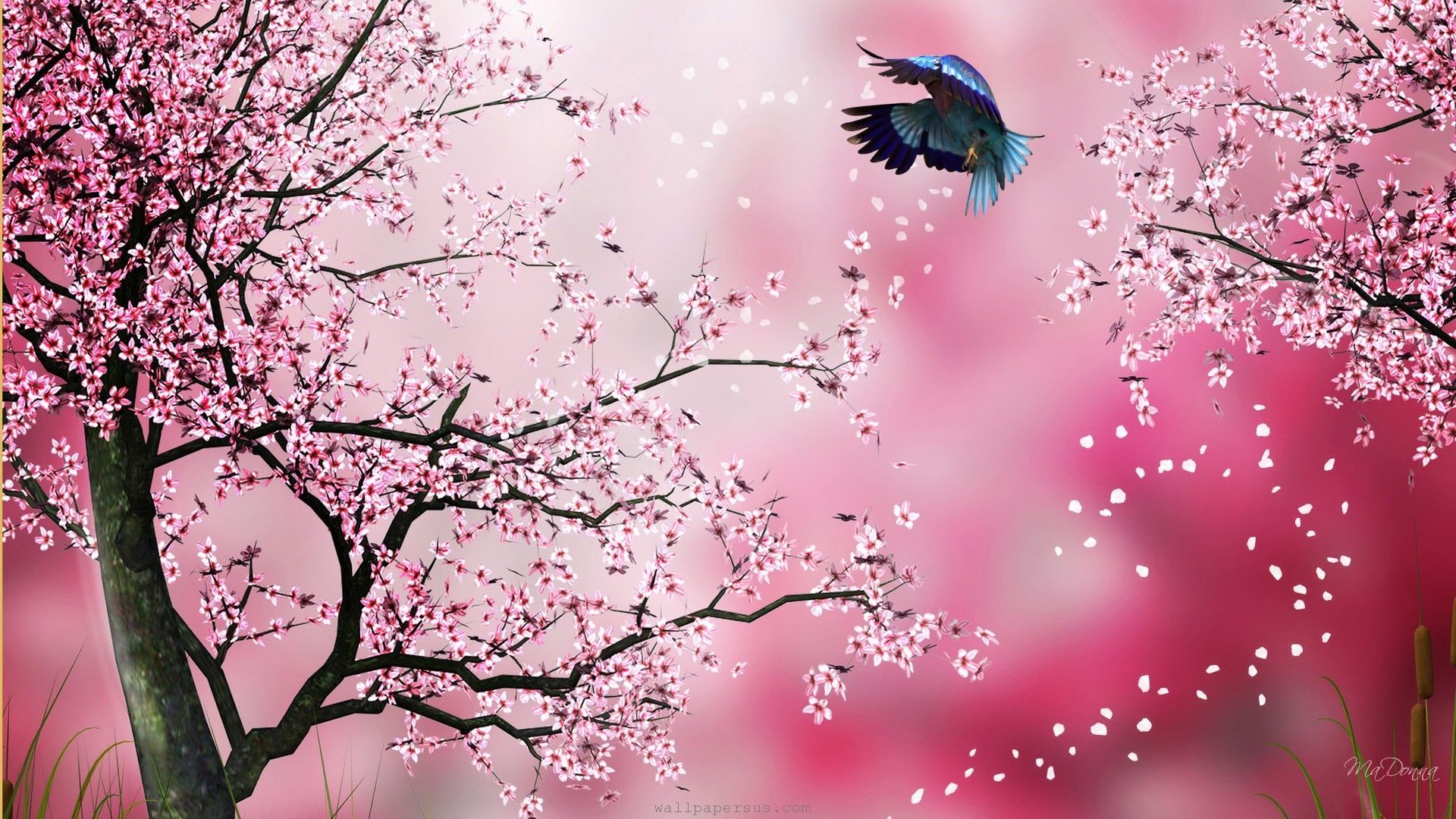 cherry blossom art wallpaper hd