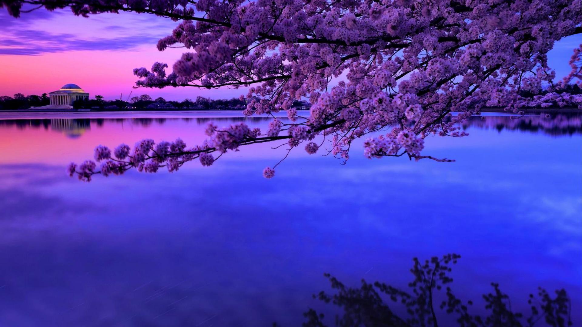 Cherry Blossom Desktop Background