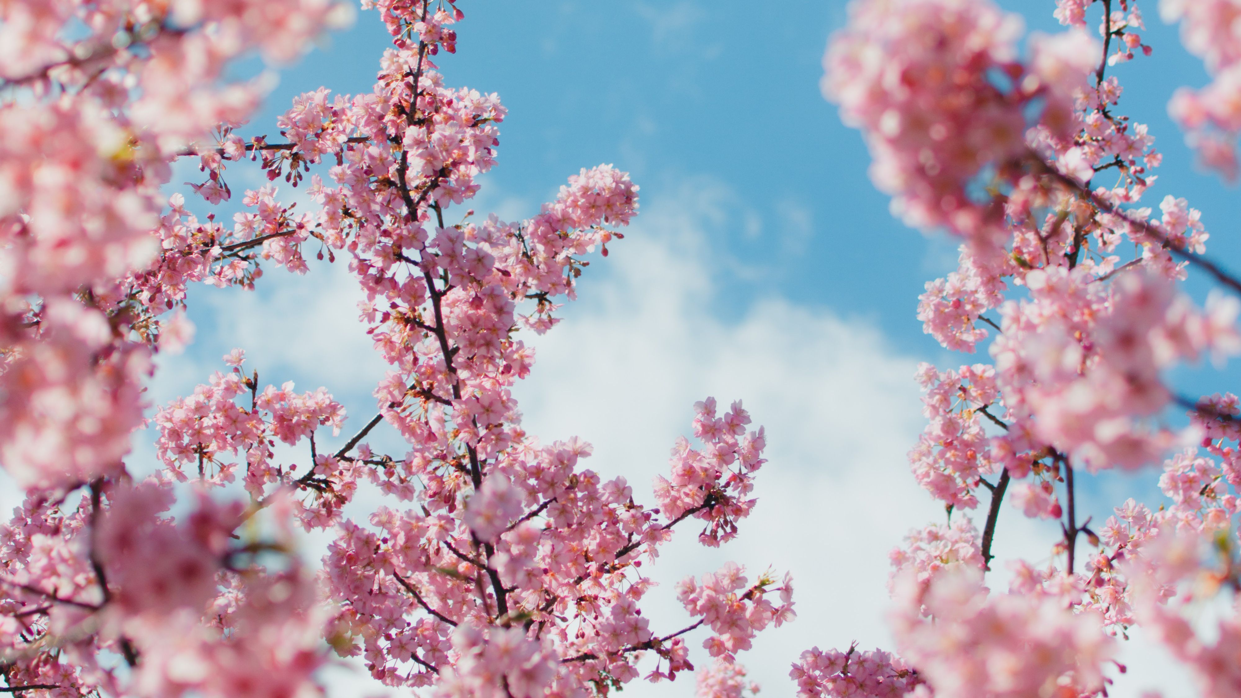 Cherry Blossom Tree Wallpaper 4K