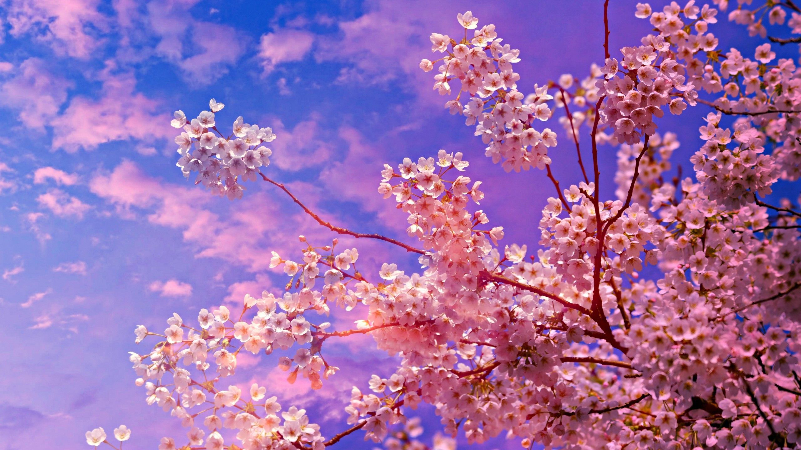Cherry Blossom Wallpaper Free 2560x1440 Cherry