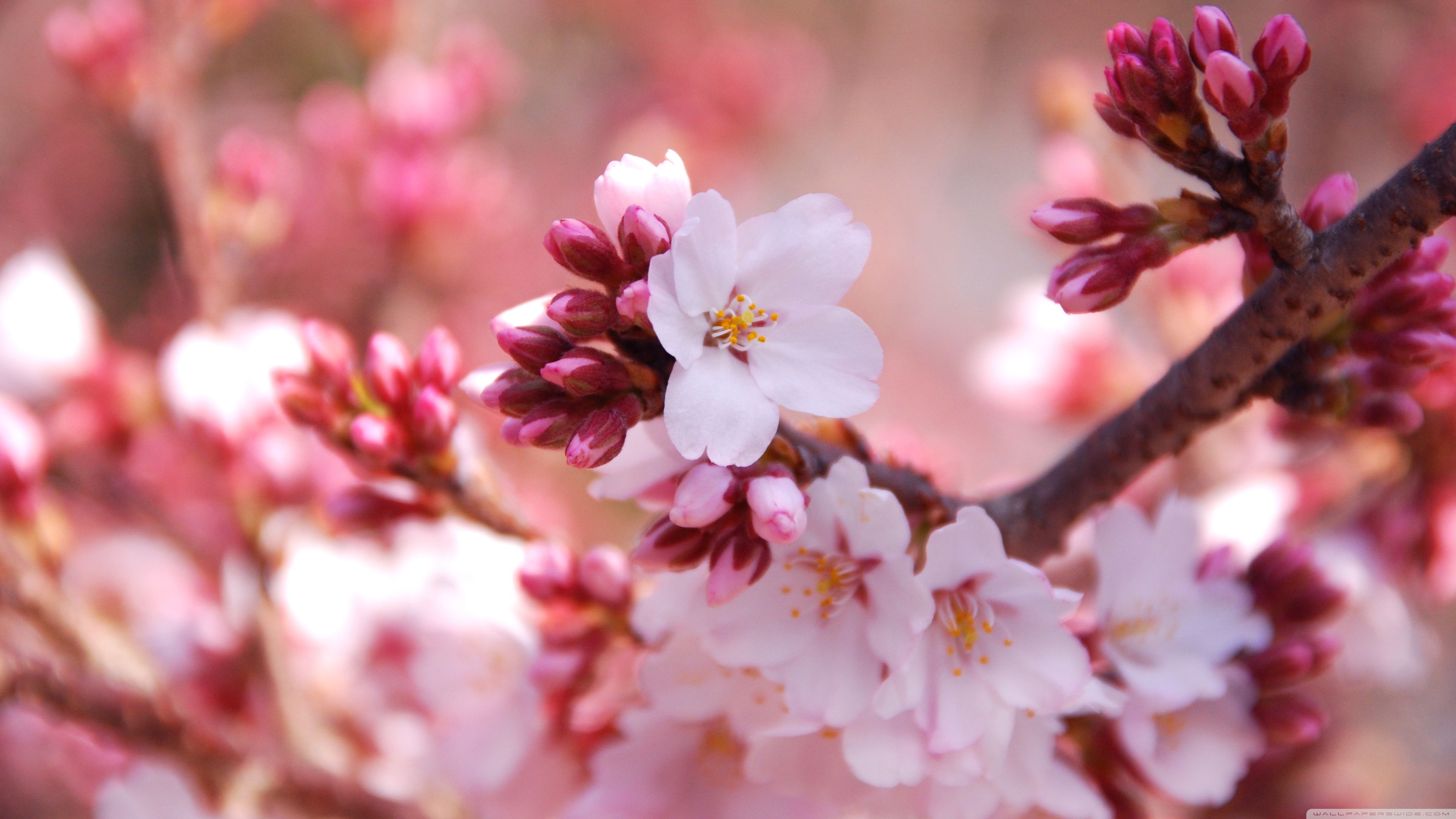 Cherry Blossom Buds Ultra HD Desktop Background Wallpaper for 4K