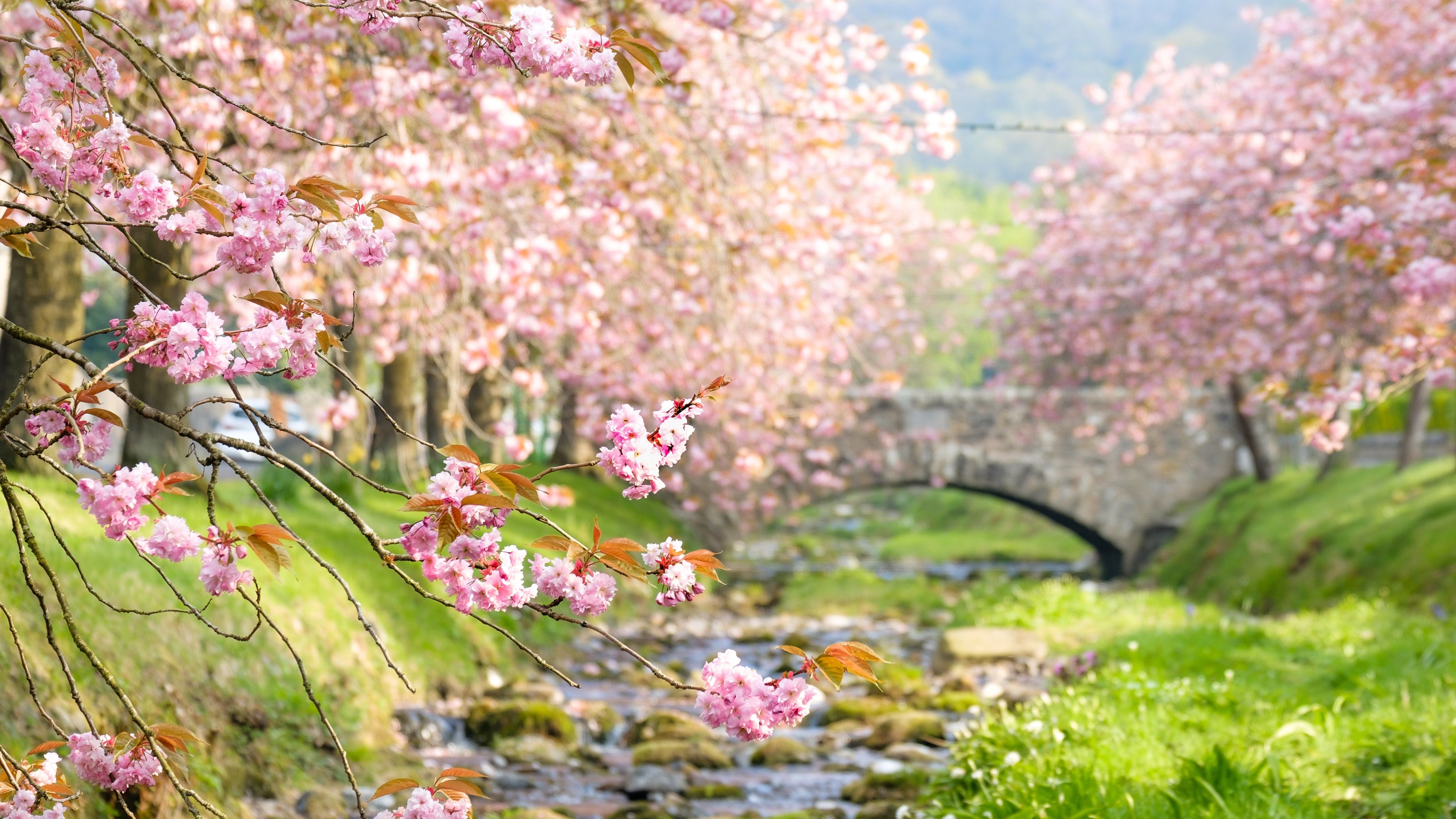Cherry Blossom Trees 4k Ultra HD Wallpaper. Background Image