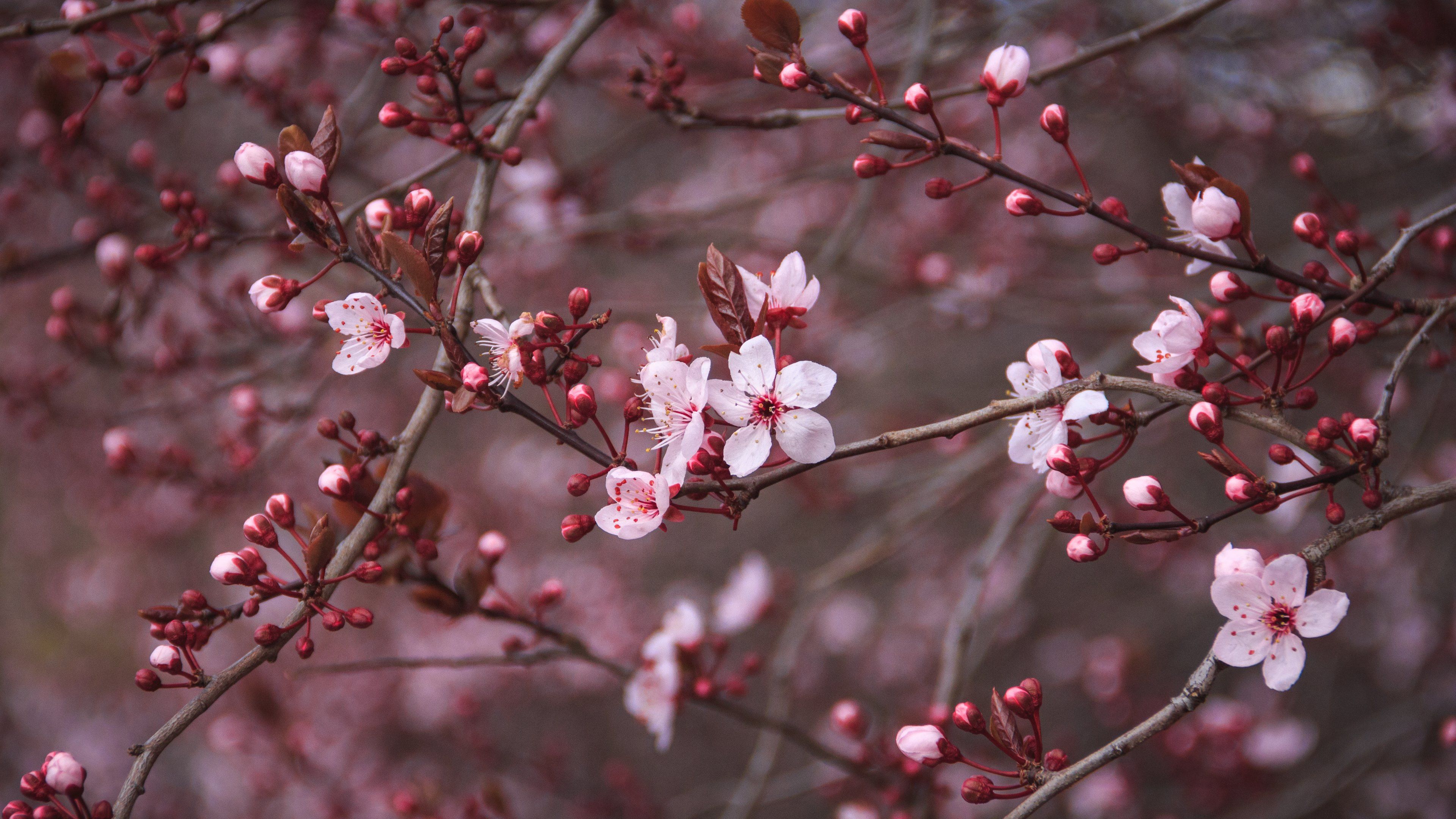 Cherry Blossom Cherry Blossoms 1080