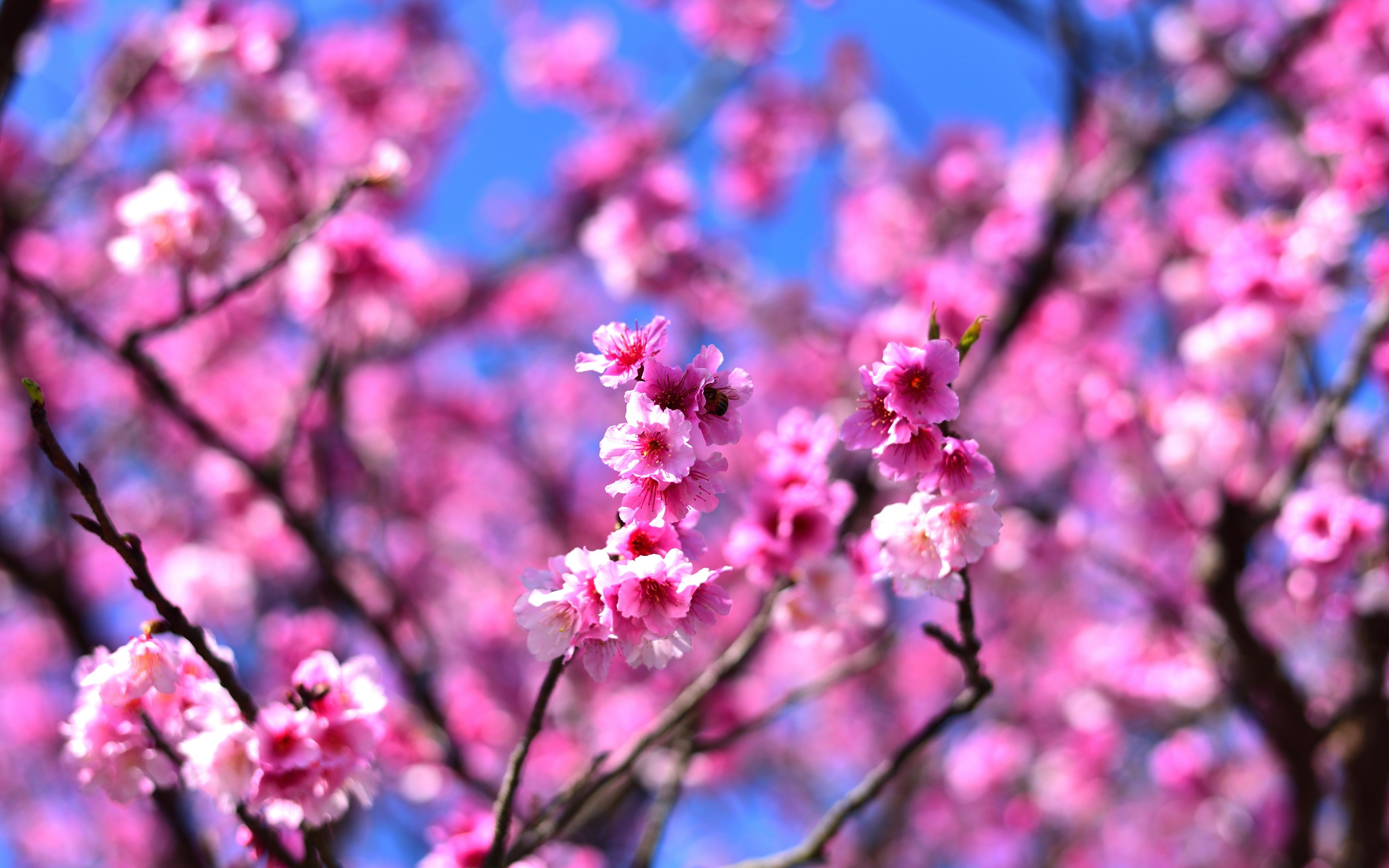 Download 3840x2400 wallpaper cherry blossom, pink flowers, tree