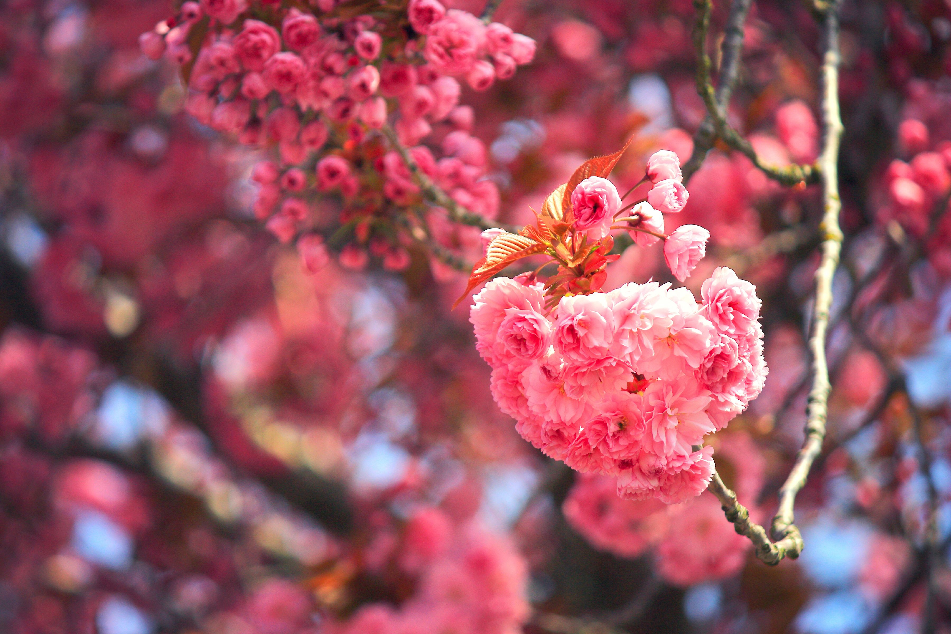 #Cherry tree, #Cherry blossom, K, #Cherry bloom. Mocah
