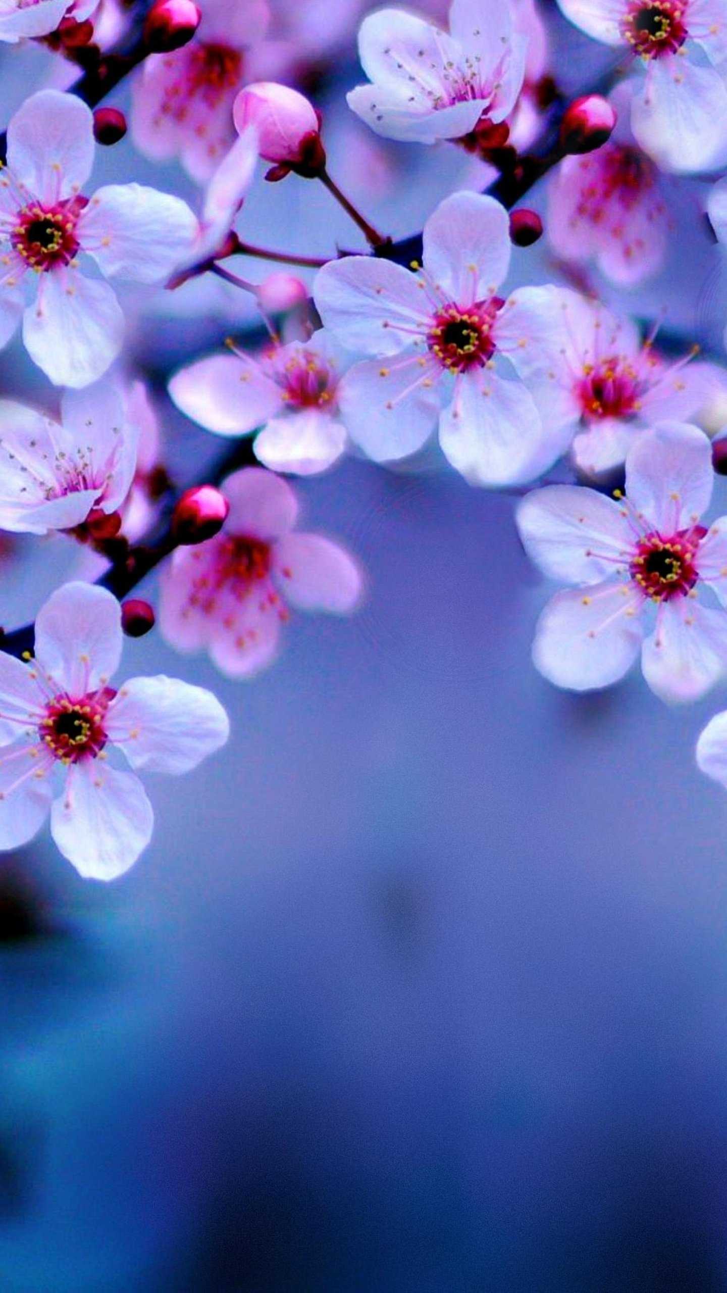 Cherry Blossom 4K HD Wallpaper (1440x2560)