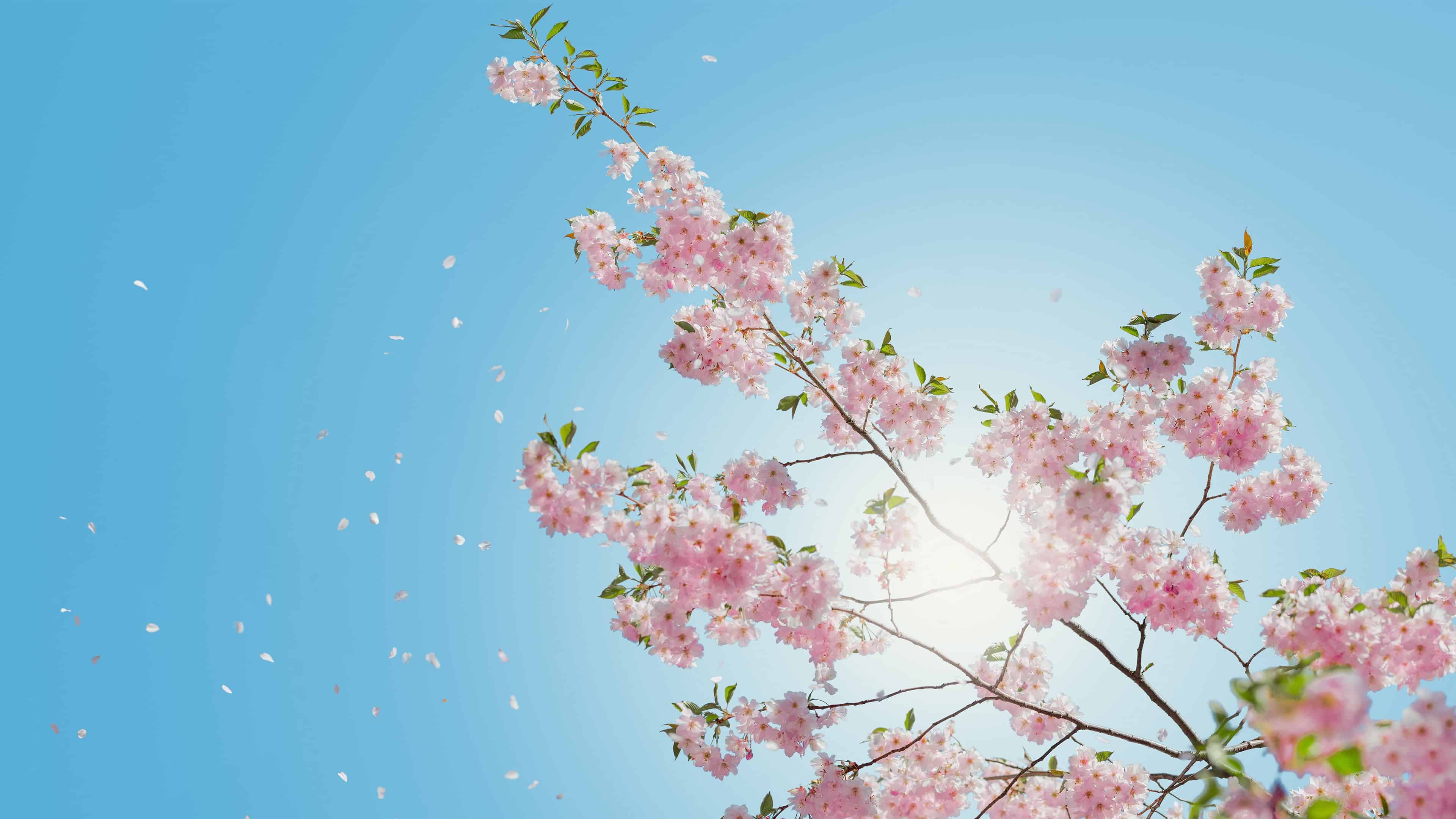 Cherry Blossoms UHD 4K Wallpaper