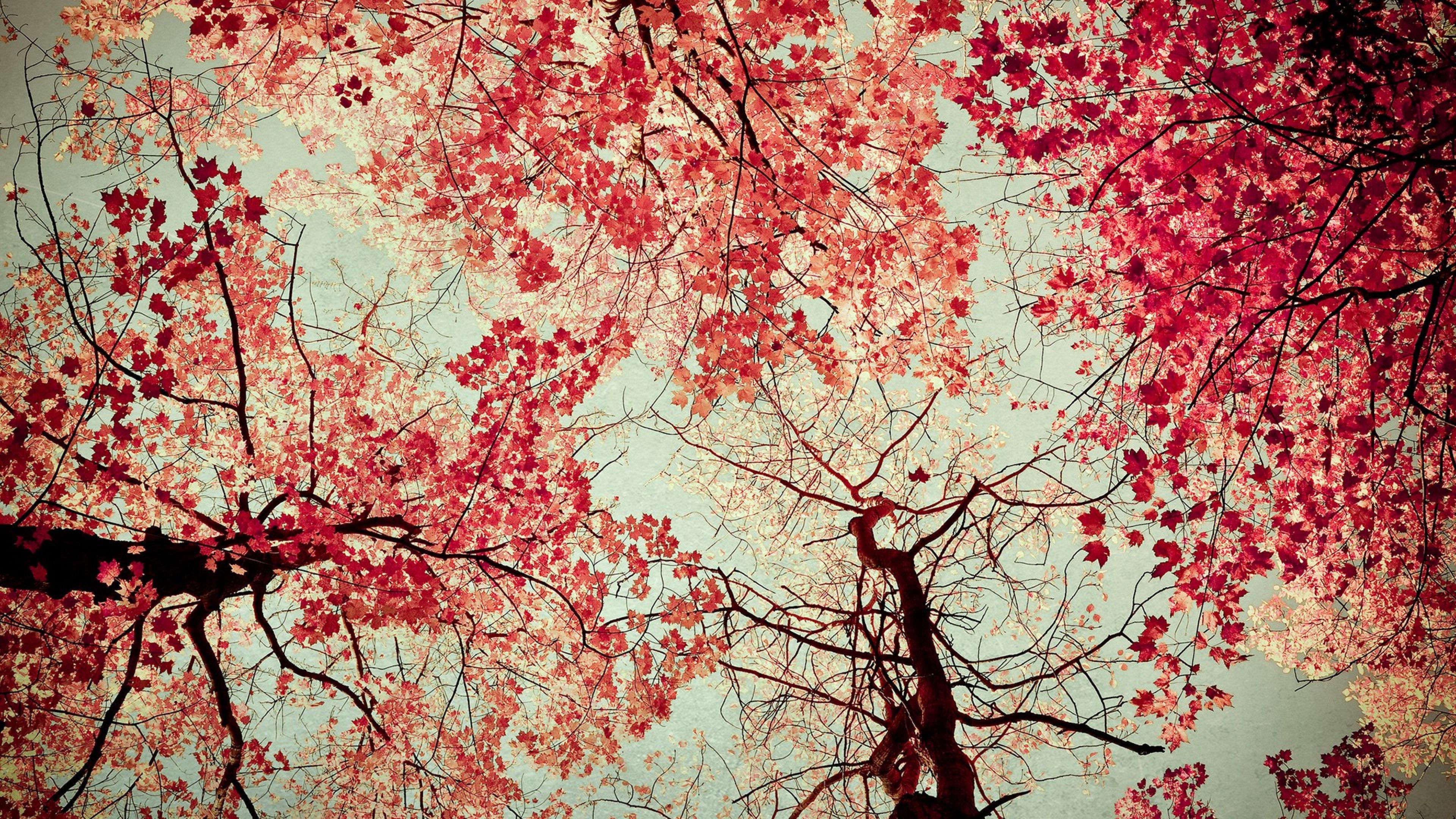 Cherry blossom tree HD Wallpaper 4K Ultra HD